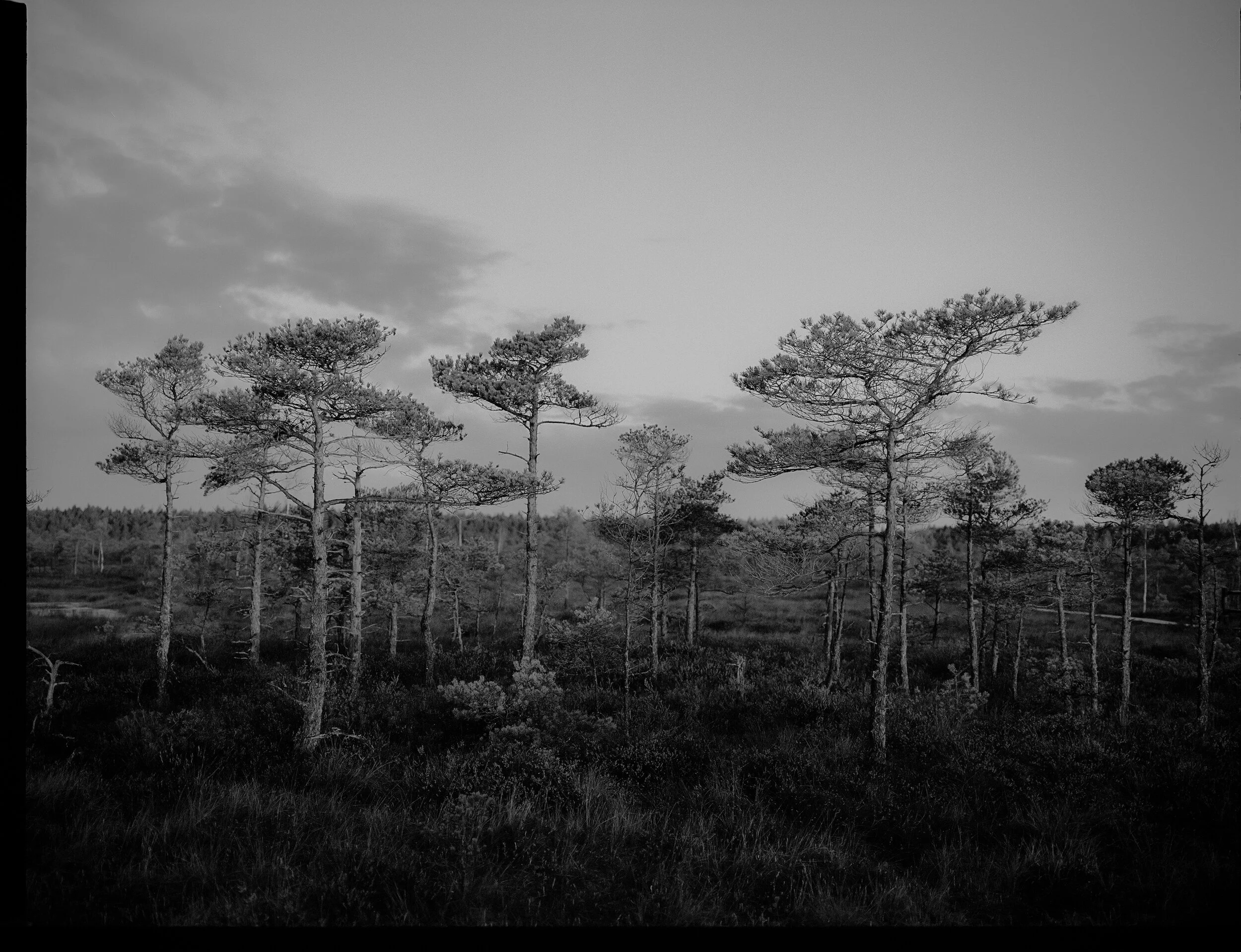 kemeri-oct-10.JPG