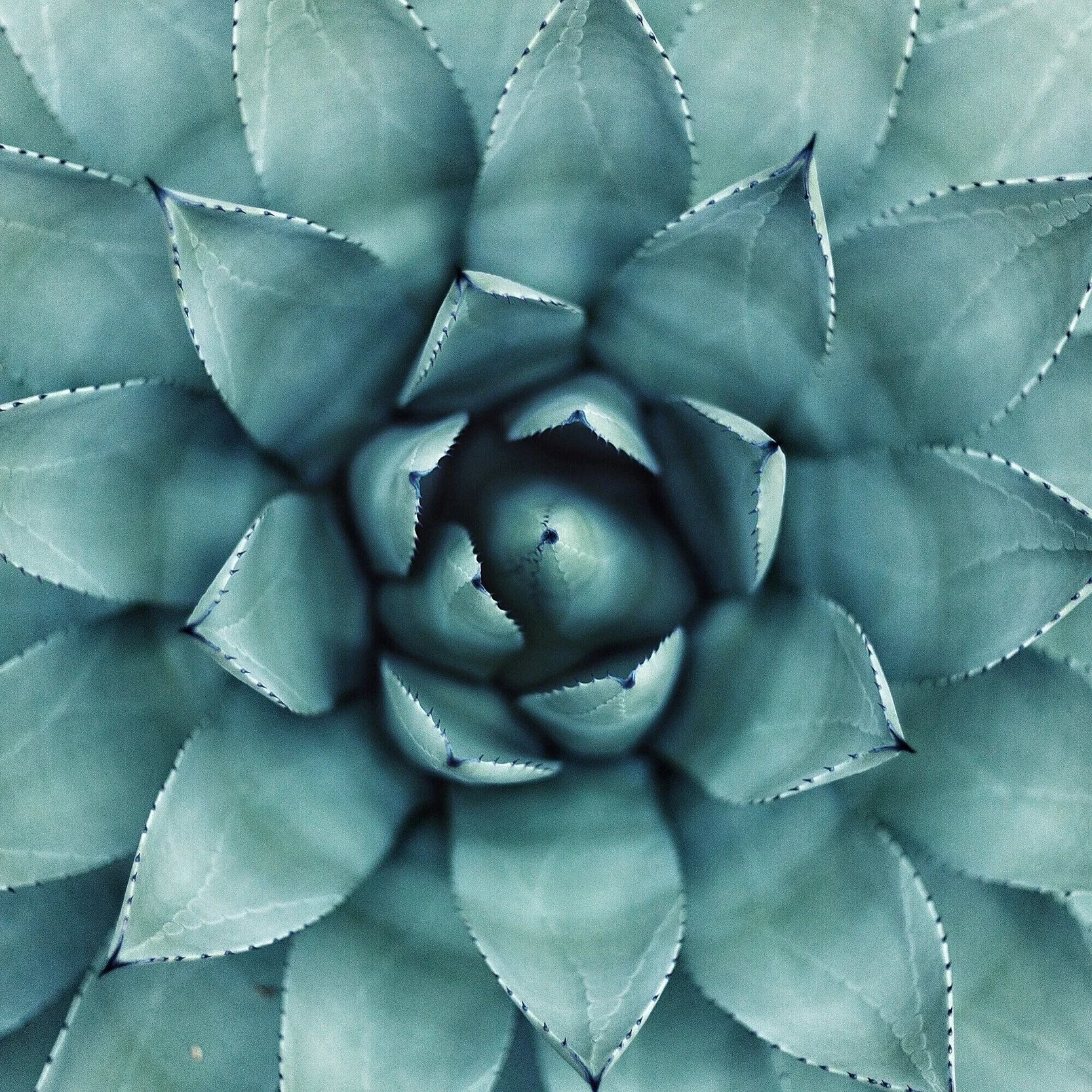 heart-of-agave.jpg