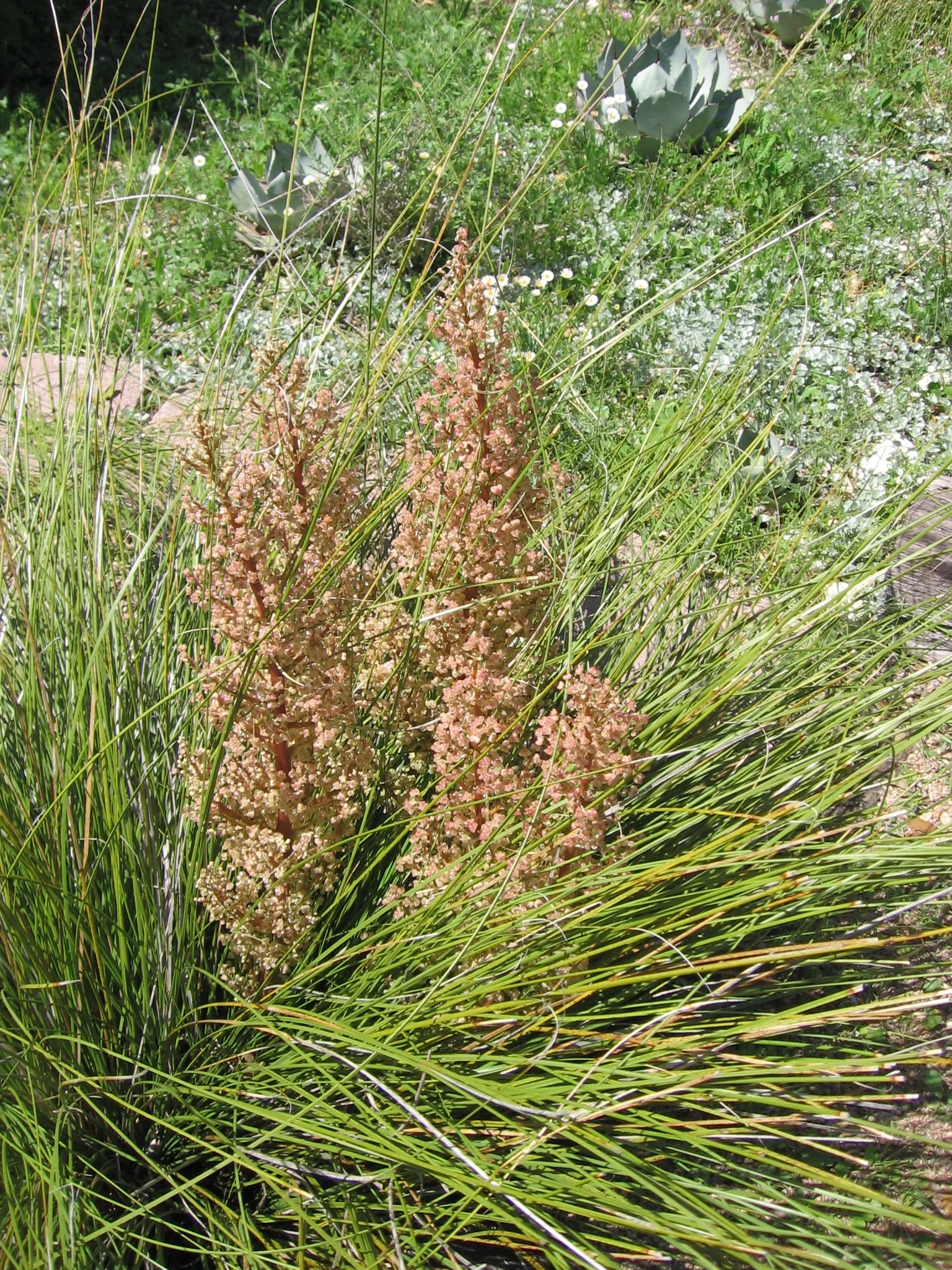 Sacahuista in seed stage - Nolina texana
