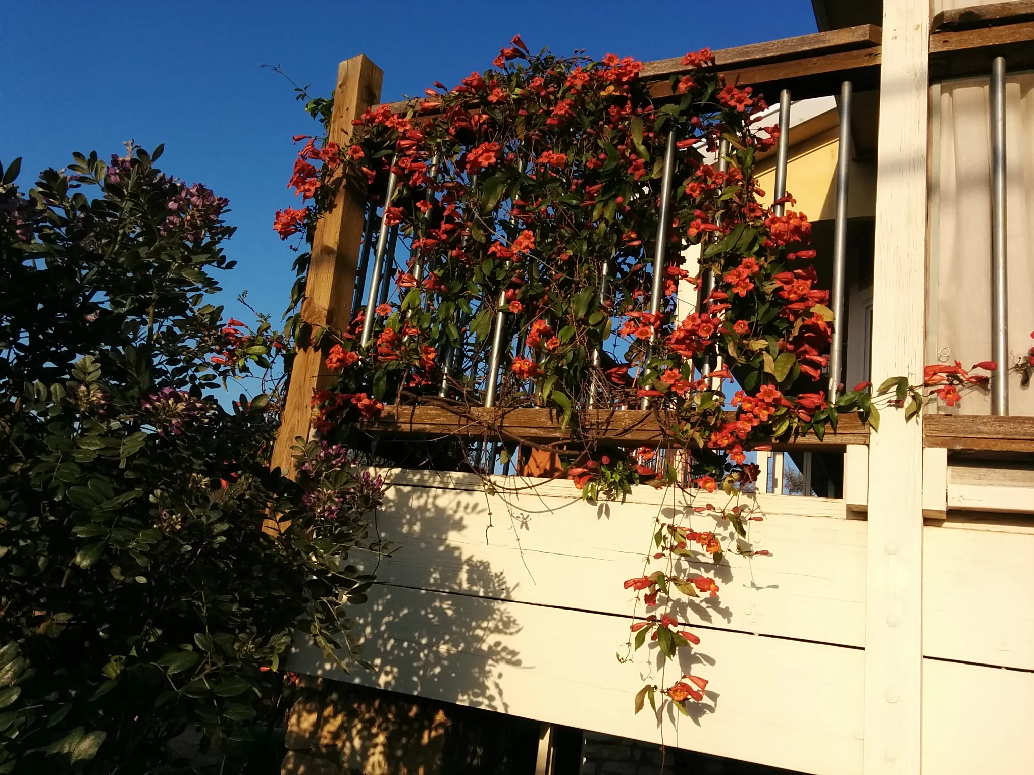 Crossvine in bloom - Bignonia capreolata