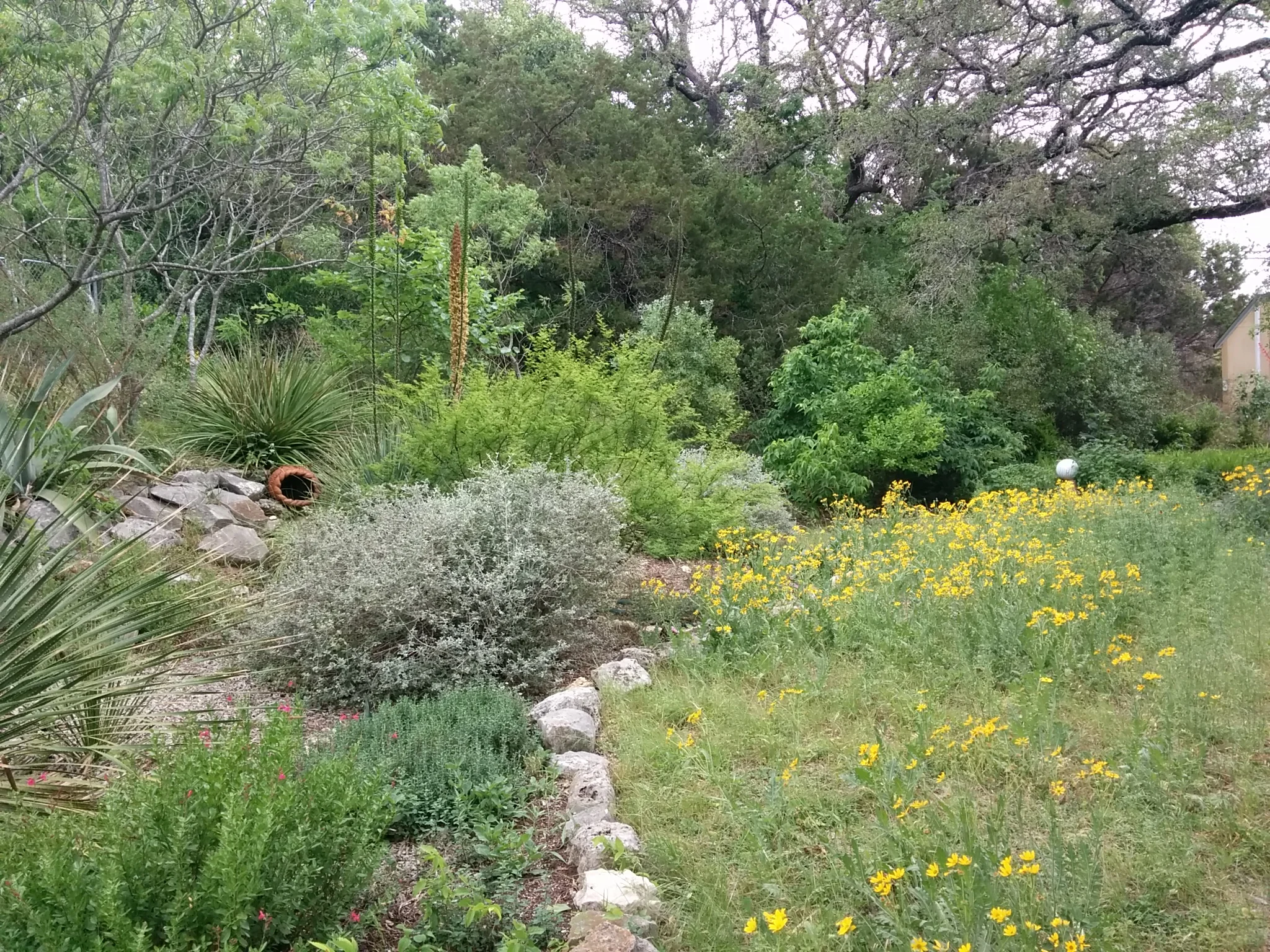 Englemann Daisy, other Texas native plants and drought-tolerant shrubs on caliche