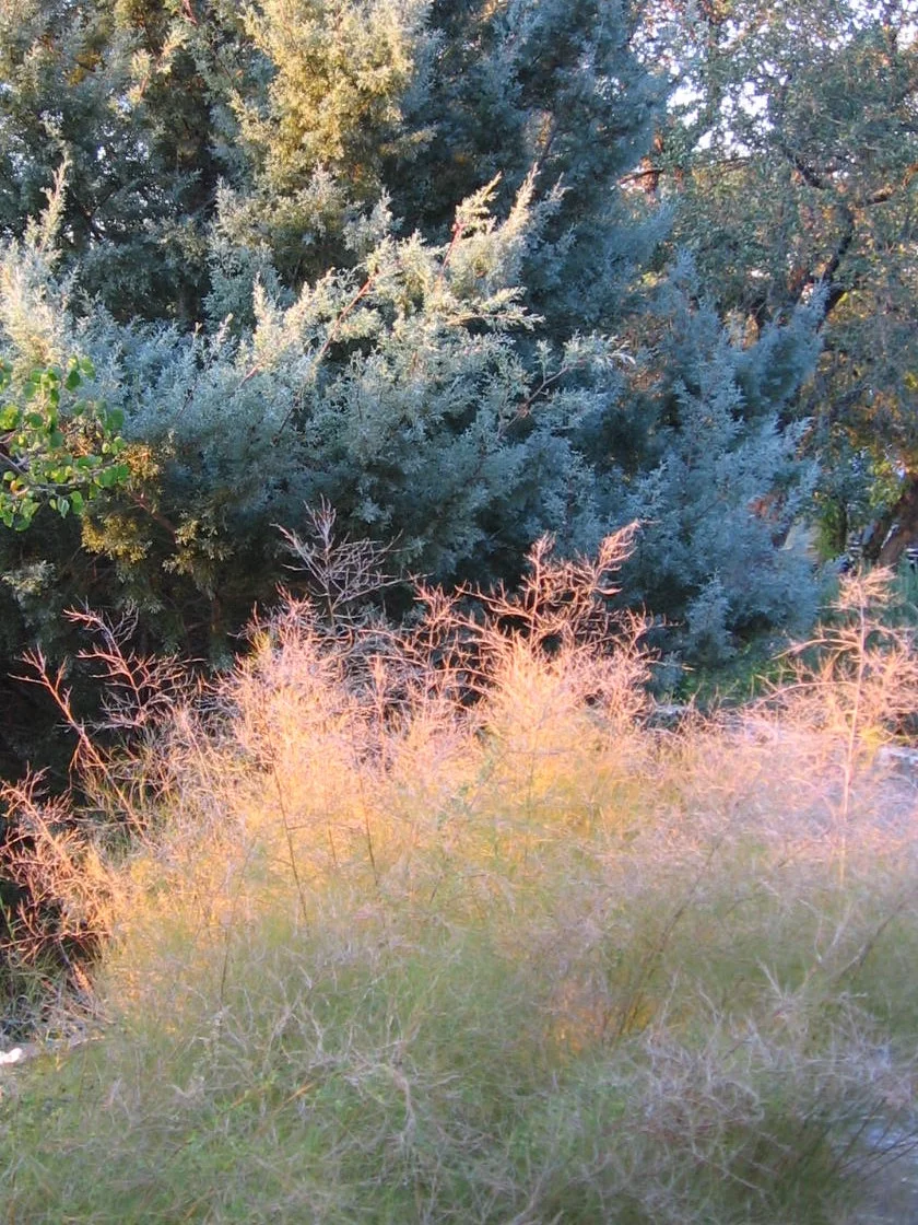 Bamboo muhly - Muhlenbergia dumosa - in front of Arizona cypress along driveway