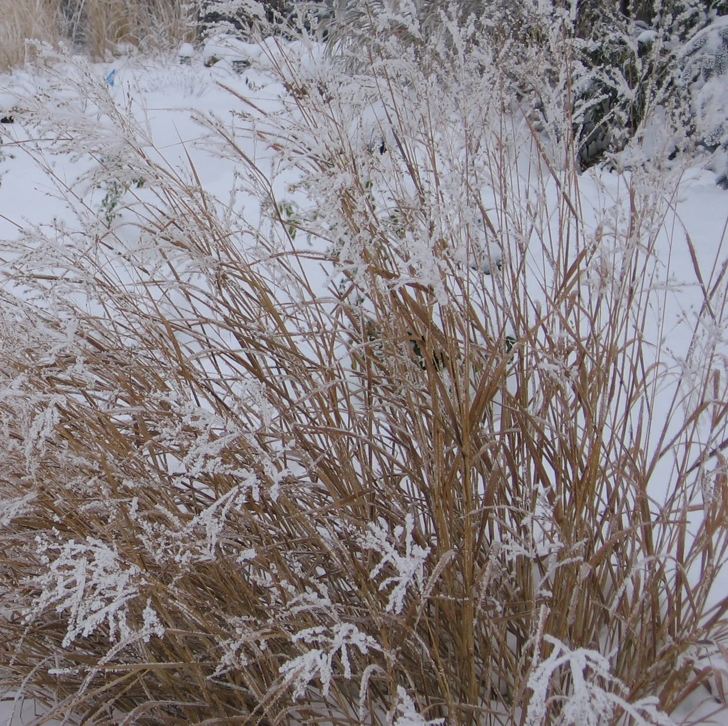 Switch grass - Panicum virgatum - in rare central Texas snow