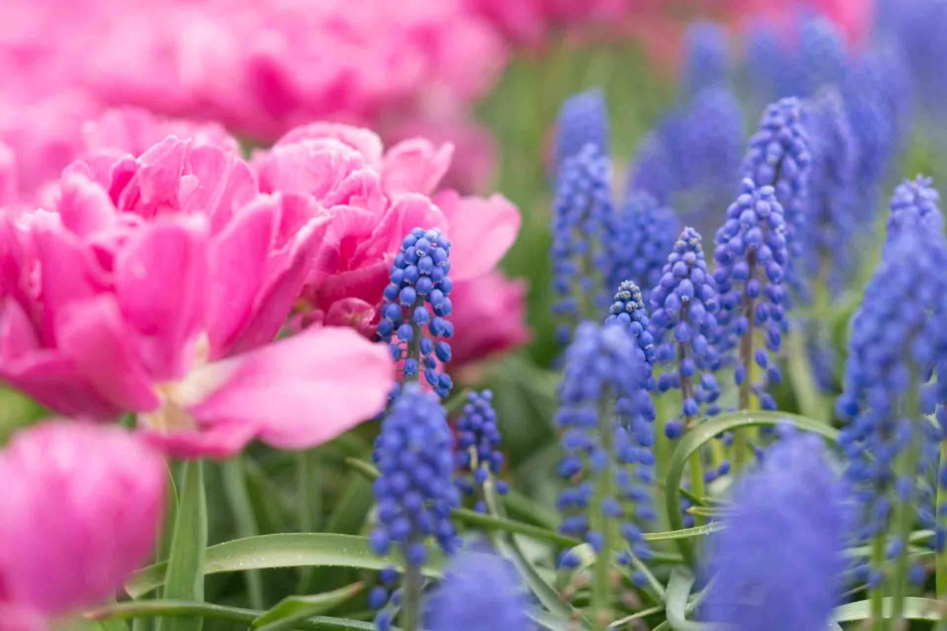 How we see color in garden design.
