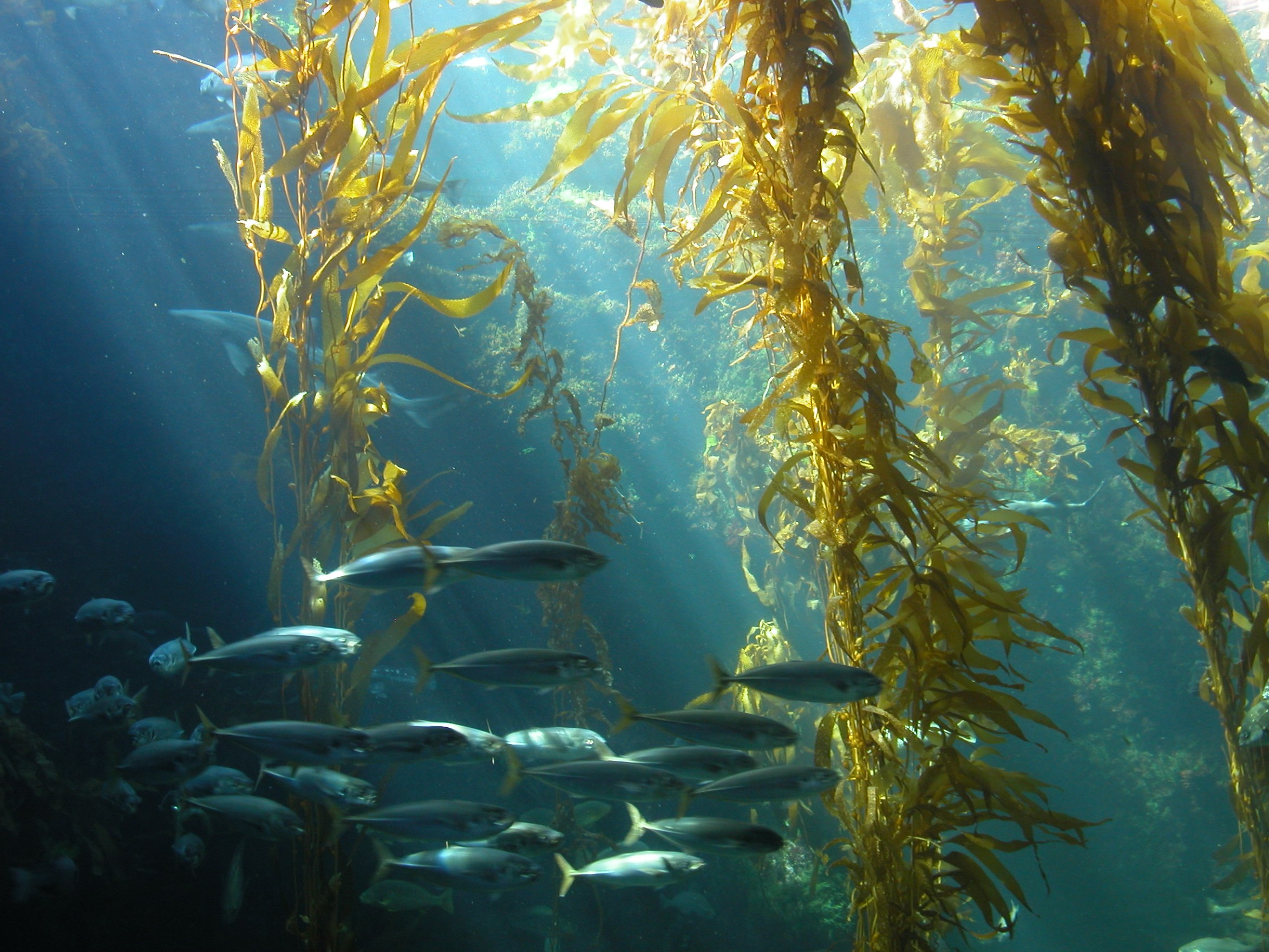 Kelp.jpg