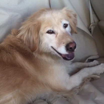 cheddar 1.jpg