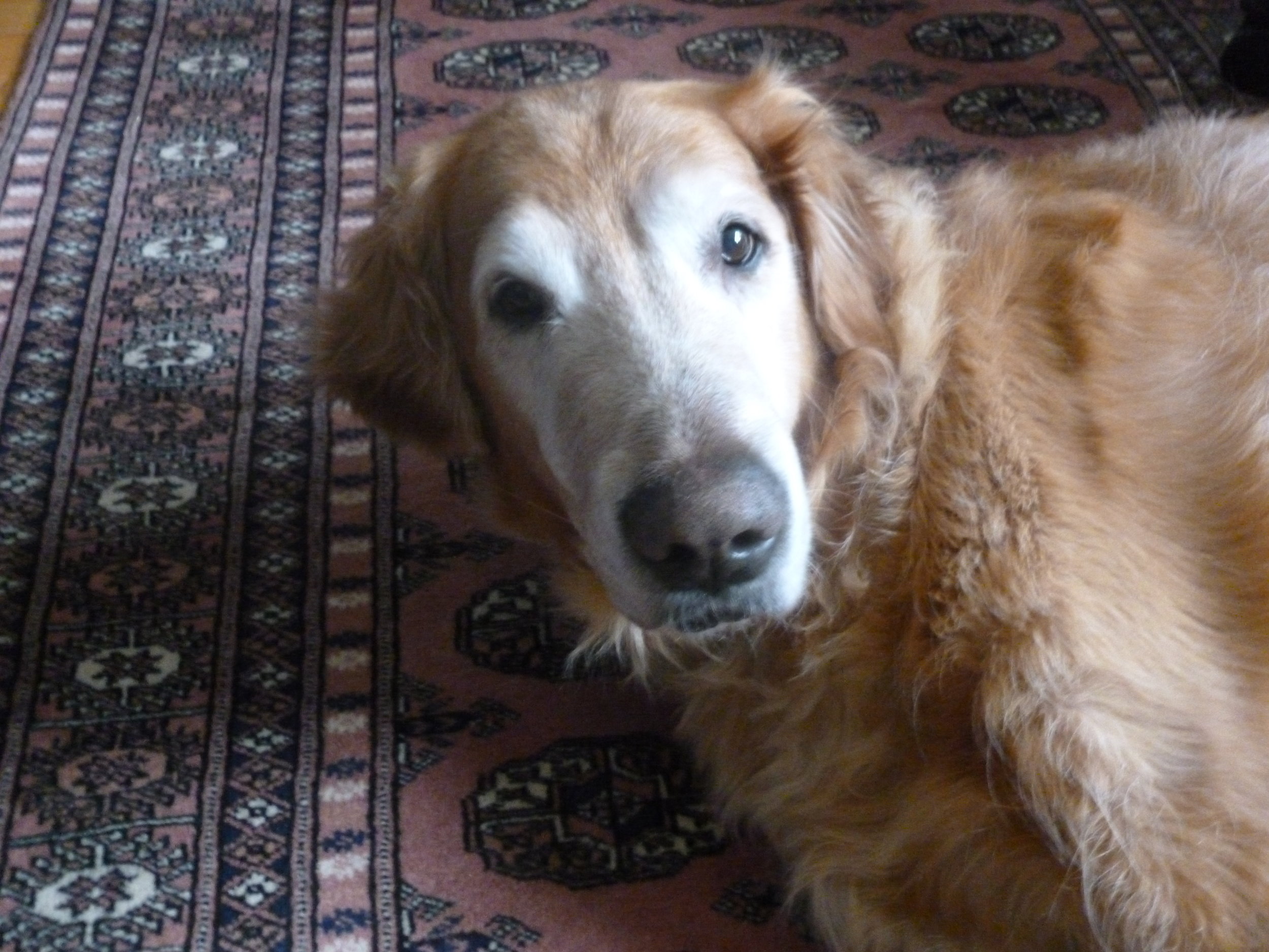 Jackson has had a very busy week. He went to the vet for his exam and tests (heart worm, lymes, fecal, thyroid, senior blood panel) and I'm pleased to report that he's a healthy boy. He did have a canine tooth broken off near the gum which was extracted. He's still recovering, hoping I will cave in and give him more canned food instead of the moistened kibble. Jackson weighed in at 98.4 lbs--he's a tall, big guy, but should loose 15 - 20. Jackson loves his daily walks and we are doing about a mile--He's overweight and not in the best shape,so we are working on a little at a time. This is a sweet dog who just wants to be with his human. He's getting attached to me and when I leave he barks and cries for 5 - 10 min then waits quietly for me to return. I let him have run of the house (he knocks down gates) and he has been an angel--he's not destroyed a single thing. Someone looking for a senior will be very happy to add Jackson to the household. . . we will begin looking for his forever home soon.