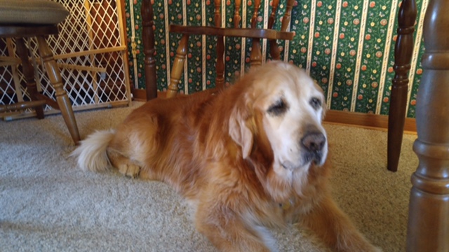 To the GRRoW community it is with a very heavy heart that I have to report that Halle 06-019 crossed the rainbow bridge on Thursday 2/23/2017. She was just short of 14 years and 2 months of age. She suffered a seizure or stroke suddenly on Wednesday morning and did not recover. Way back in 2006 when Cheryl took a chance on Nancy and I by adopting out Halle to us little did we know how involved we would become with GRRoW. We knew nothing of GRRoW at the time but that quickly changed being so thankful for getting her we both jumped in to help GRRoW. Halle was a fixture at the local Mounds meet & greets as well as numerous parades and events. She was a veteran of over 100 home visits back in our hay days when we were getting 300 + apps a year. She was a true ambassador for GRRoW, always wagging her tail and happily greeted anyone that needed a pet. She was loved by all and is terribly missed already. The attached picture is from Jan of 2017 on her 14th birthday. Scott Miller
