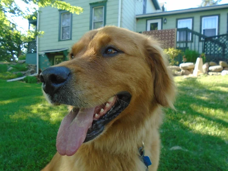 Ginger is doing fairly well. She still loves to go for her off leash runs and walks. She also has added two chickens to her list....she has a very high prey drive. She also is obsessed with squirrels. Luckily they are a lot faster than a chicken. She has decided it is fun to move around our shoes, slippers and clothes. She will take them out of the hamper and put them on a dog bed. We also have to look for our shoes. She has started to guard them a bit from the other dogs. As for health....the cancer is starting to effect her. She doesn't quite have the same energy level and has a significant cough.