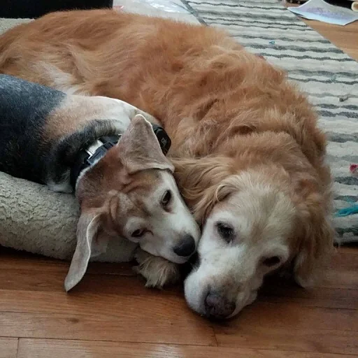 Over 15 years ago, we adopted our golden from you. I knew that he was meant for us the moment we meant. it was love at first sight for sure!!! I wanted to thank you for blessing us with the most handsome, most gentle dog i have ever met! He was over 16 years old. We did the hardest thing ever today. He could hardly walk anymore and the vet said his muscles were starting to atrophy, Yet, our little angel tried to comfort us up to the very end. We all stayed with him up till the end no matter how hard it was for us to let him go. It was even harder for me to walk out of the room. I know he is at peace, I know how deeply we loved him and he loved us. He was an amazing creature who blessed us every single day. Thank you all for what you do. Thank you all for giving us our Ringo. My life is so much better having had him in it.