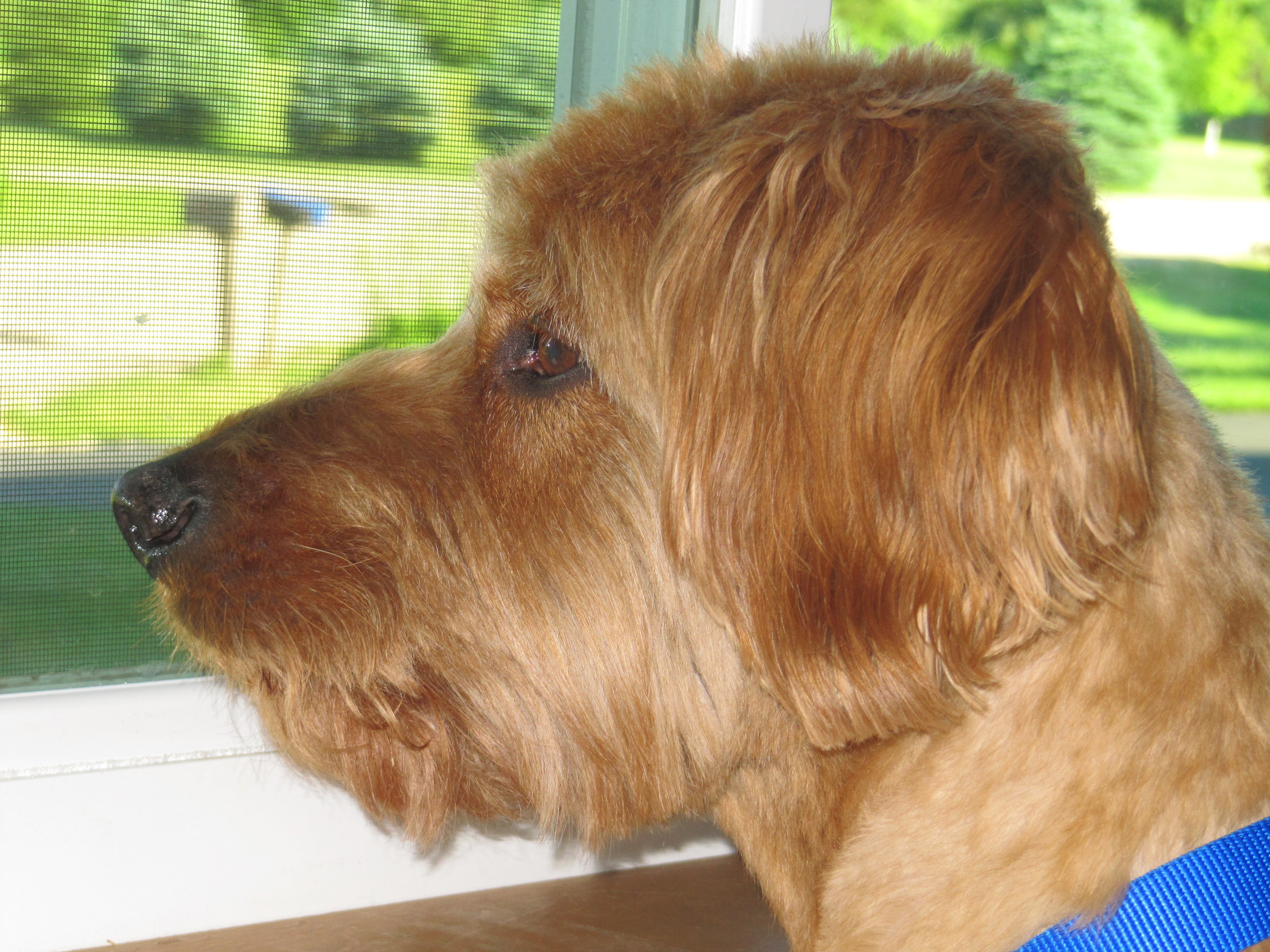 Banjo is a sweetheart and a lovebug! He loves getting petted and asks several times a day for one-on-one attention. His tail madly swishes when his ears are being rubbed. We have discovered that the table between our recliners is tail-height for him. His swishing tail has twice cleared off things at the front of the table. Obviously, we're going to have to reorganize our stuff. Both Banjo and Jack (a bonded-pair) love going for walks. We've started to each take a dog so that they have a chance to walk separately with us. Banjo doesn't pull on the leash and walks close on the left-side of us. He's not used to stopping to investigate and leave his mark everywhere. This allows us to keep up a good pace and actually provides a good walking workout for us as well as the dogs. We put the dogs out in the backyard after our walks to allow them to take care of their needs before returning to the house.