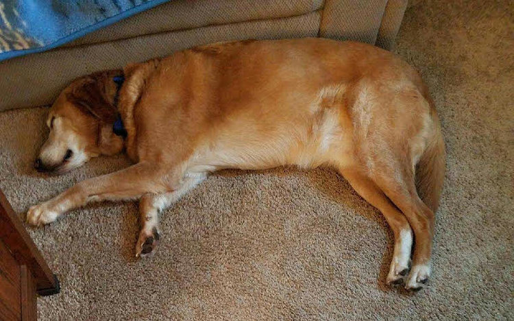 7/11/2017 Jackson (Jax) is an 8-year-old male Golden Retriever mix who came into GRRoW from the Columbia County Humane Society. Before going to his foster home, Jackson had his assessment, which he passed without issues. I like to think of him as an A student. Jackson is active for an older gentleman and absolutely loves fetch with his tennis balls. He also enjoys going for walks. It is Jackson’s best interest to always be on a leash or fenced yard as he does have an interest in rabbits and squirrels. He knows a good number of commands such as sit, lay down, come and stay. He will even come if you “hand gesture” come…extremely intelligent pup. Jackson settled into his foster home rather quickly. He had no issues sleeping the 1st night, however he is subtle about letting us know when he must go outside. He is a very sweet pup with an entertaining personality. He absolutely loves people (kids too!) but he’s not real sure about other dogs or cats yet. He loves attention and will let you know when he needs a little bit of affection. Jackson had a good vet visit and will be ready for adoption shortly.