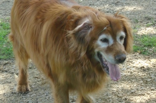 Angel came in with her brother, Clifford. She too is overweight. I am a bit baffled since she can play fetch until I pretty much call it quits. She doesn't care that it is hot out at all. We have to hide the balls from her in the house. She will place one in your lap and want to play fetch in the house and will not give up. She will bark if you do not throw a ball for her outside and inside. She too loves the toy bin. She does have allergies so she is on benedryl. It has worked very well for her. She also has a bad ear infection. We got to the doctor tomorrow and will end up with some sort of medication for it. She is doing well with the dogs in the house. There was a small amount of growling towards one of the other females but all is well. She likes to sleep in the kitchen or living room. She also came in smelling horrible. She did well with the bath but not as accepting of brushing as her brother. She gets along with all ages of children and ignores the cat and chickens.