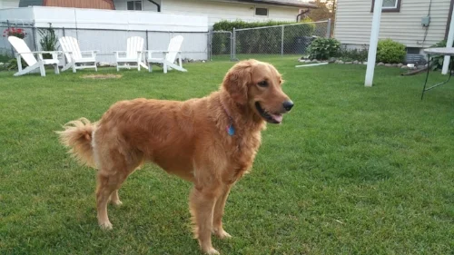 penny.w.jpg