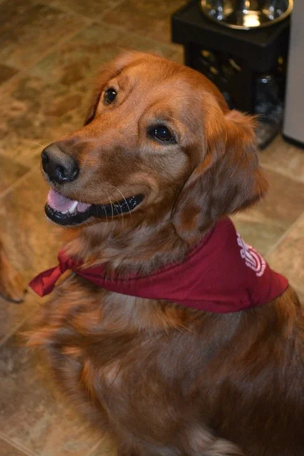 Oscar Bandana 1.jpeg