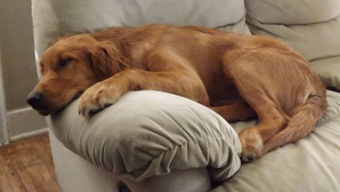 Hi everyone. It's me, Copernicus. I have officially been at my foster home for almost 2 weeks now. I've had lots of fun and have made soooo many dog friends. I play with Ted the neighbor Golden really well because he's my age and we really know how to wrestle. I even played well with a young Golden puppy who was only 3 months. Foster mom was really proud of how I knew to be gentle. I'm feeling really good because my skin infection has mostly cleared up - thank goodness because my foster parents had to give me these awful baths every other day. I was at the doggy doctor today and she said I don't have to do them anymore but I do have to take some pills for a bacterial infection now. Geez! I am also Lyme positive but that doggy doctor said I am not sick from it and doesn't expect I will be. I heard them saying that I will be "neutered" next week. I hope that means I will get "new" toys and treats. And speaking of treats, my foster parents have been working hard on training with me which means I get a LOT of treats. I am really good at sit, down and I'm getting better at stay. I start flag training in my yard tomorrow because I really like to chase birds and squirrels. I have also gotten better at walks but I sure need my harness. Otherwise I really pull. We have been also been working hard on nice walking. I will get it.....I know I will. I'm just a cute puppy and need time, right? Foster mom says I'm a totally normal Golden Retriever puppy and the cutest one she's ever seen. What do you think?