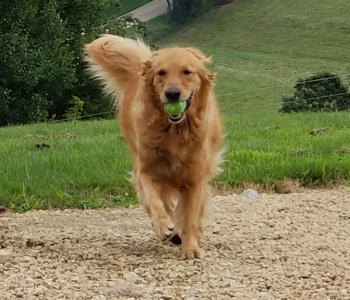 Wally1.jpg