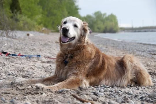 As you might have read, Comet has gone to the Rainbow Bridge. She spent the last year and a half dealing with vestibular disease. She would have episodes and bounce back, but unfortunately it didn't happen as quickly the last few times. She came into foster care two years ago. We found out quickly that Comet liked barbecued food. Like a magic elixir, the hard years disappeared completely in those moments. With a late start in life no fault of her own, she charged into the remaining time armed with love, forgiveness, healing, and cuddles that rivaled the best in history. How she could give spoke to her unending faith in the good. She was rewarded time and again with love from young and old, human and creature alike, and respect for her frail condition. Just seeing the wind blow in her hair, you knew no matter what happened, it was going to be all right. She loved going to the beach and laying in the warm sun. Toward the end, on her own, she thought she’d give the water a try and liked it. We will always remember that big smile, as big as Texas, when a wave said howdy, pleased to meet you. Also in the never forget category: how fast she could eat an ice cream cone. Those memories comfort when her loss brings tears. Comet helped pay it forward at GRRoW events. For the past year she has also visited residents at an assisted living facility. We hope she knew how much she was loved, but know she knows how much she is missed. Sweet Comet, baby cakes, run free. We can't wait to see you again. Please help us remember Comet by purchasing a 2019 GRRoW calendar. If we sell all 200, the invoice will be torn up, and GRRoW won’t need to pay it. Please tell your family and friends too. Here is a link to the page https://www.grrow.org/shop/2019-grrow-calendar. Thank you for supporting Comet’s Challenge.