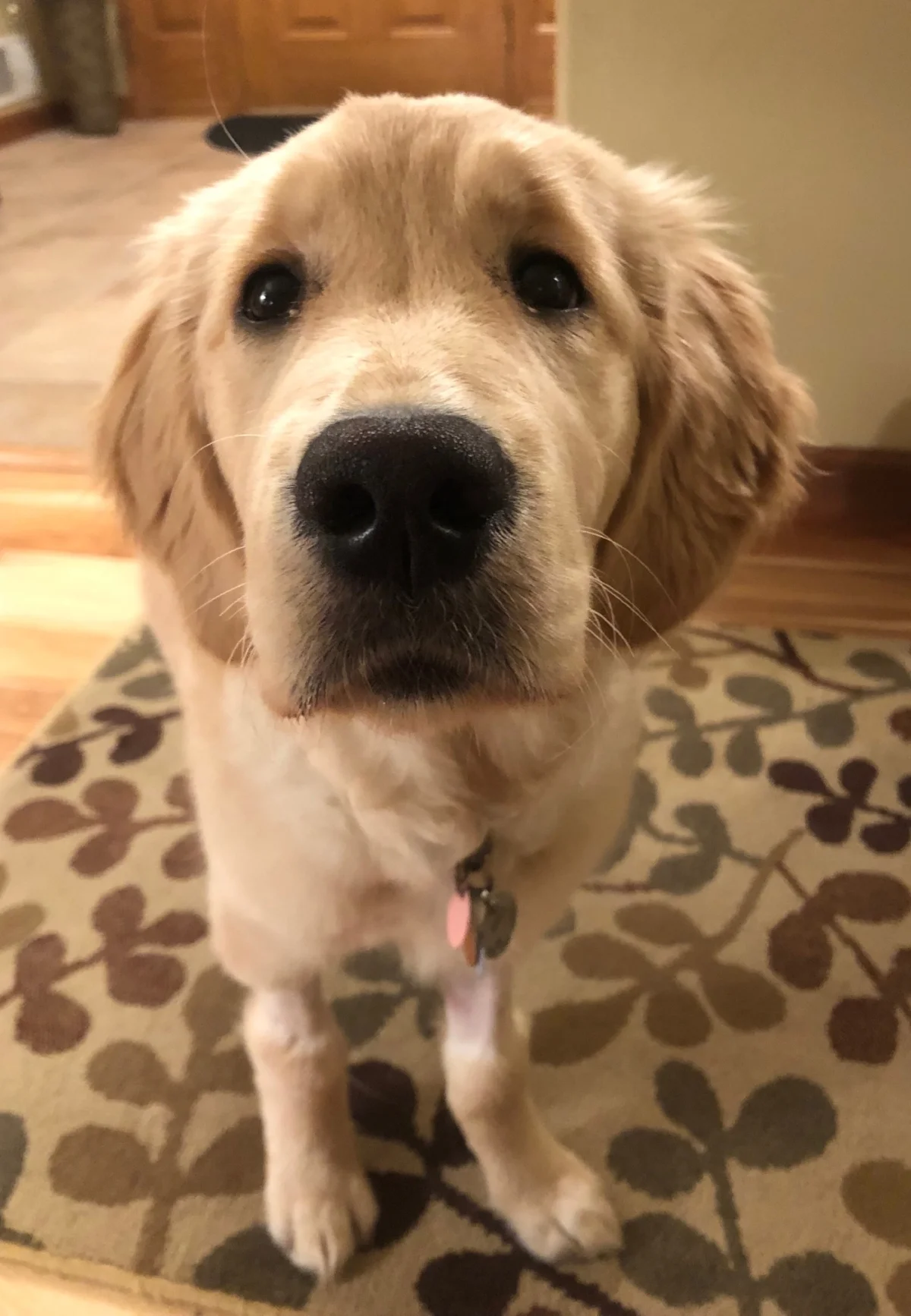Honey had her bladder/ectopic ureter surgery. She had a rough time recovering and actually needed a second surgery just 2 days later. She spent 9 days hospitalized but is now home recovering. Things are still up in the air regarding continence in the future. She continues to heal in her foster home with her pack.