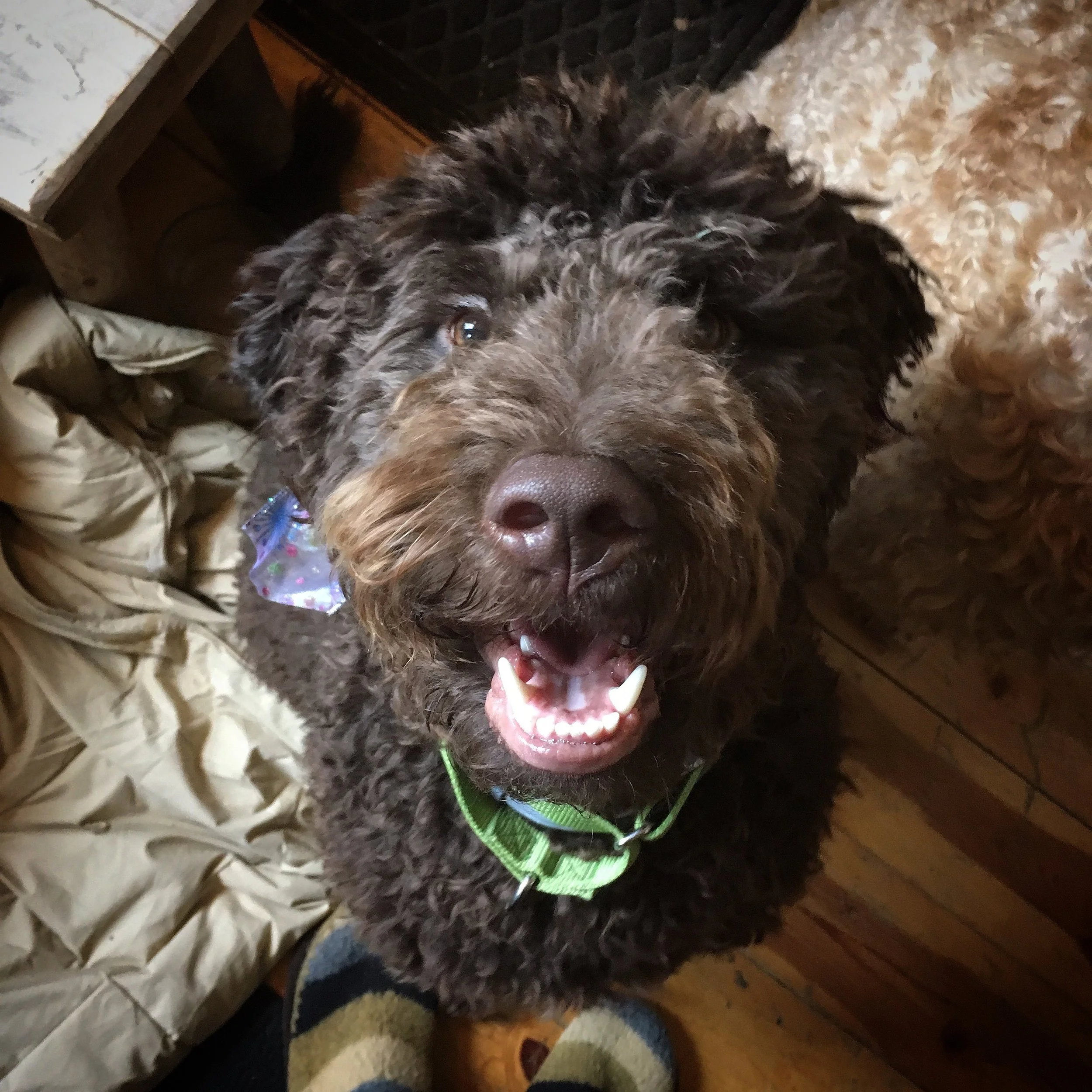 Fergus2.jpeg