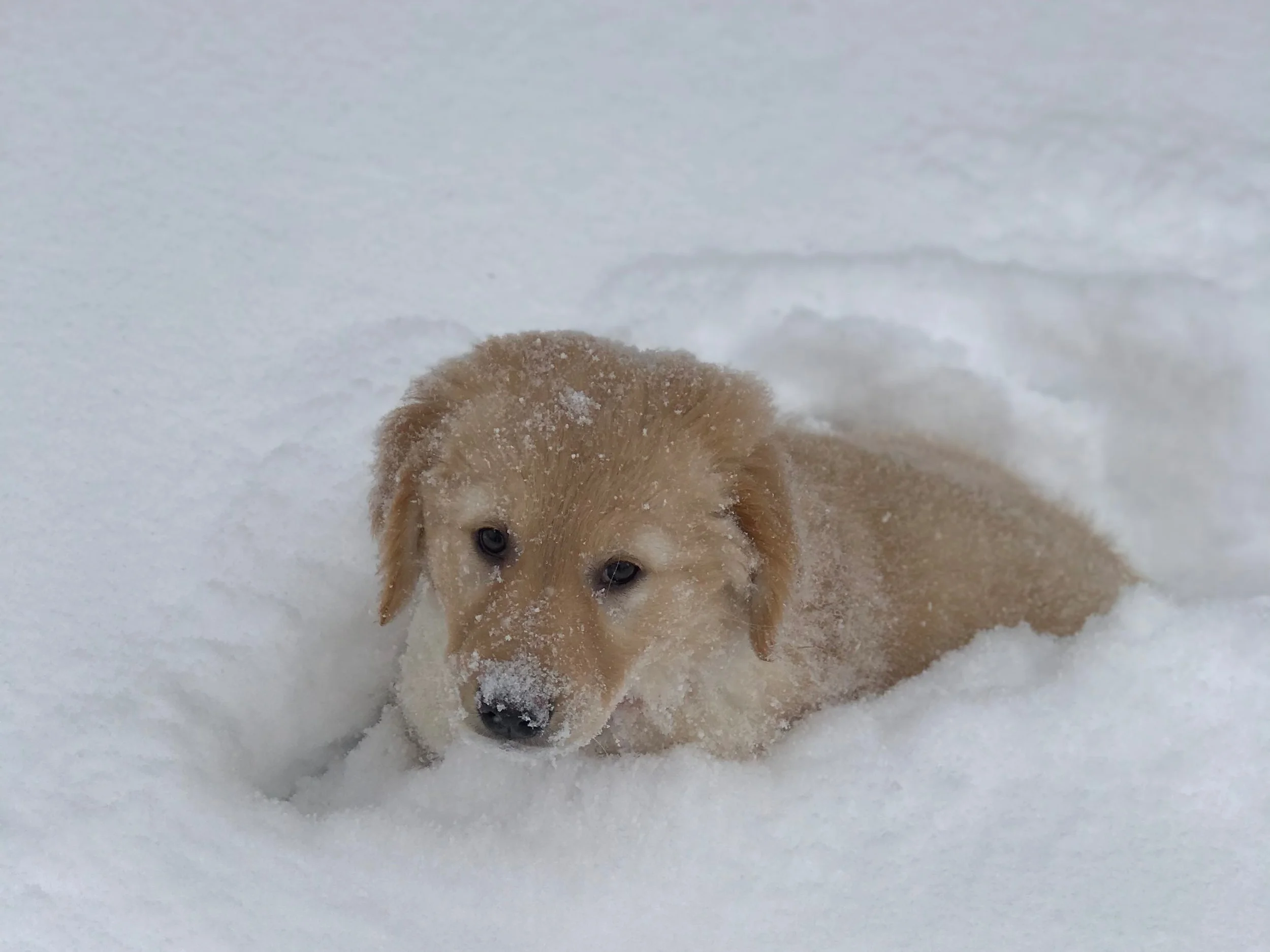 Hi everyone. I am so excited to introduce myself to you. I am a beautiful 10 week old golden retriever puppy and I have been at my foster home for two weeks already now. I have been having so much fun, especially playing with my foster brother Cooper, who is just over a year old. When I came to my foster home, I was just eight weeks old and I was very mellow. My foster parents worried that something was wrong. Well, come to find out, I had a urinary tract infection and I didn't feel very good. It made it the first week of potty training really difficult for them too. I was happy going potty anywhere in the house, but they preferred I go outside. Not only did I have an infection but it was soooooooo darn cold that it just was so difficult for a baby like me. Good news though.....I'm doing much better at that and didn't have any potties in the house today (but shhhhhhh, I did poopy in the house- oops🐶❤️). I also cried a lot at night at first but the last two nights have been awesome. I have slept all night and didn't make a peep, even when foster dad got up in the morning. Now that I'm so much older and more mature, my real personality is coming out. I'm a typical sweet Golden who just loves to play and have fun. My foster mom says I'm "full of pee and vinegar". She also says they are really going to miss me when I go to my forever family and I am really hoping that I will have a sibling to play with like I do now. I can't wait to meet my forever family.