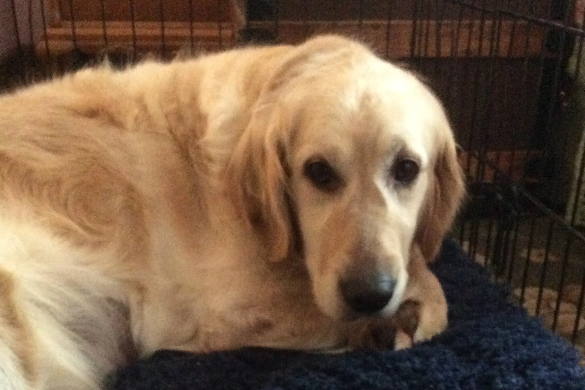 Katie has been settling in to her new home. She is very shy and timid, but likes having her luxurious coat stroked and having soft words spoken to her. The stairs down to the walk-out basement were very scary, but with lots of help, she mastered going up and down. Learning to go potty outside has also been a new skill to attain. She is becoming more successful with this and can go to the basement door in order to be let out. Next, she needs to learn to bark to alert us of her needs. The other dogs have been patient with Katie, showing her how things are done. She loves going outside to romp in the snow, but only allows herself short visits. Katie spends most of her time in a crate, not venturing out far, unless to go downstairs. We look forward to getting time to snuggle and to see her personality emerge.