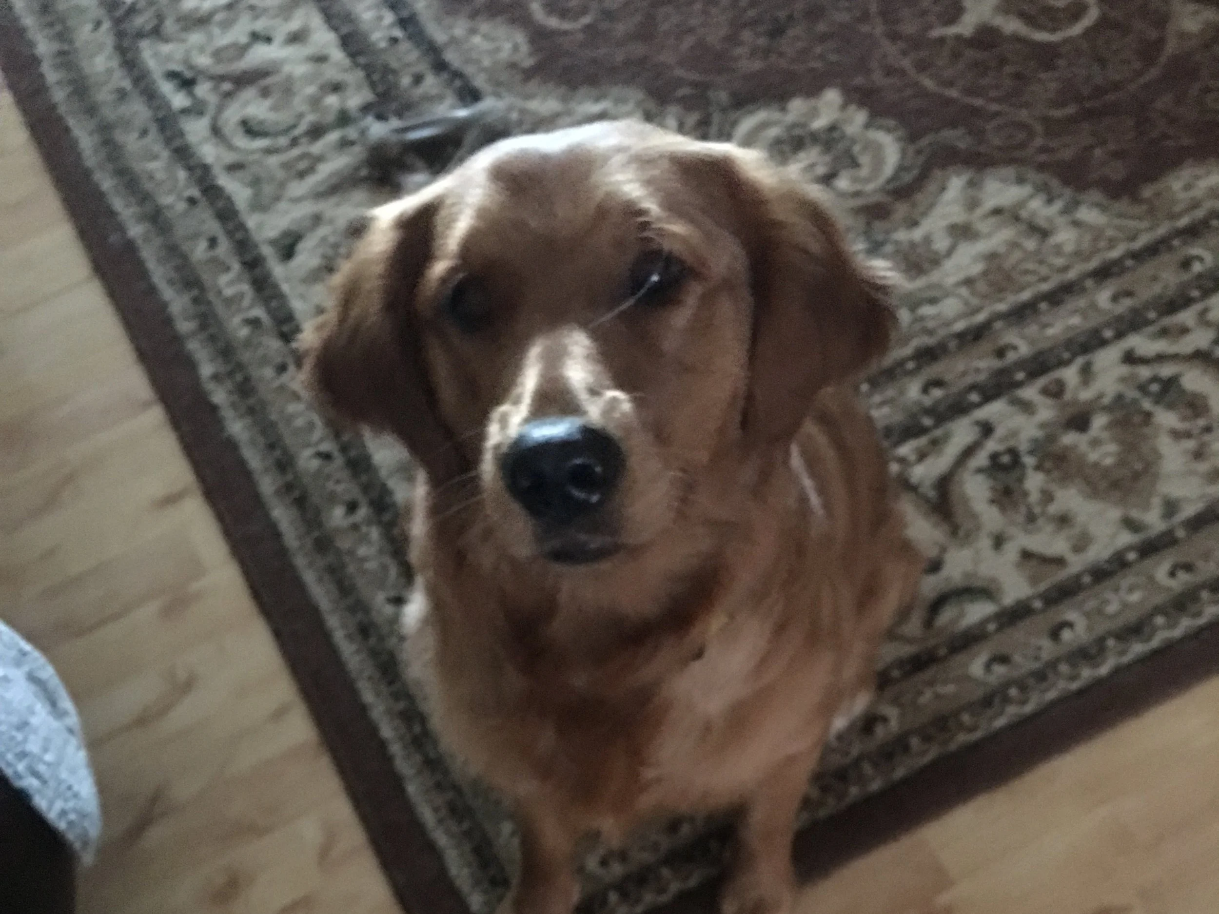 daisy.jpg