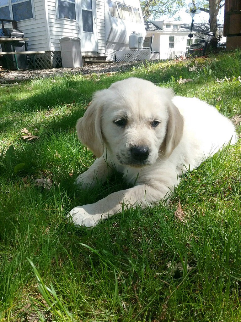 Ralphie arrived at his foster home today, he’s 3/4 Golden Retriever and 1/4 Bernese Mountain Dog so far he's been very sweet and very smart. More updates to follow.