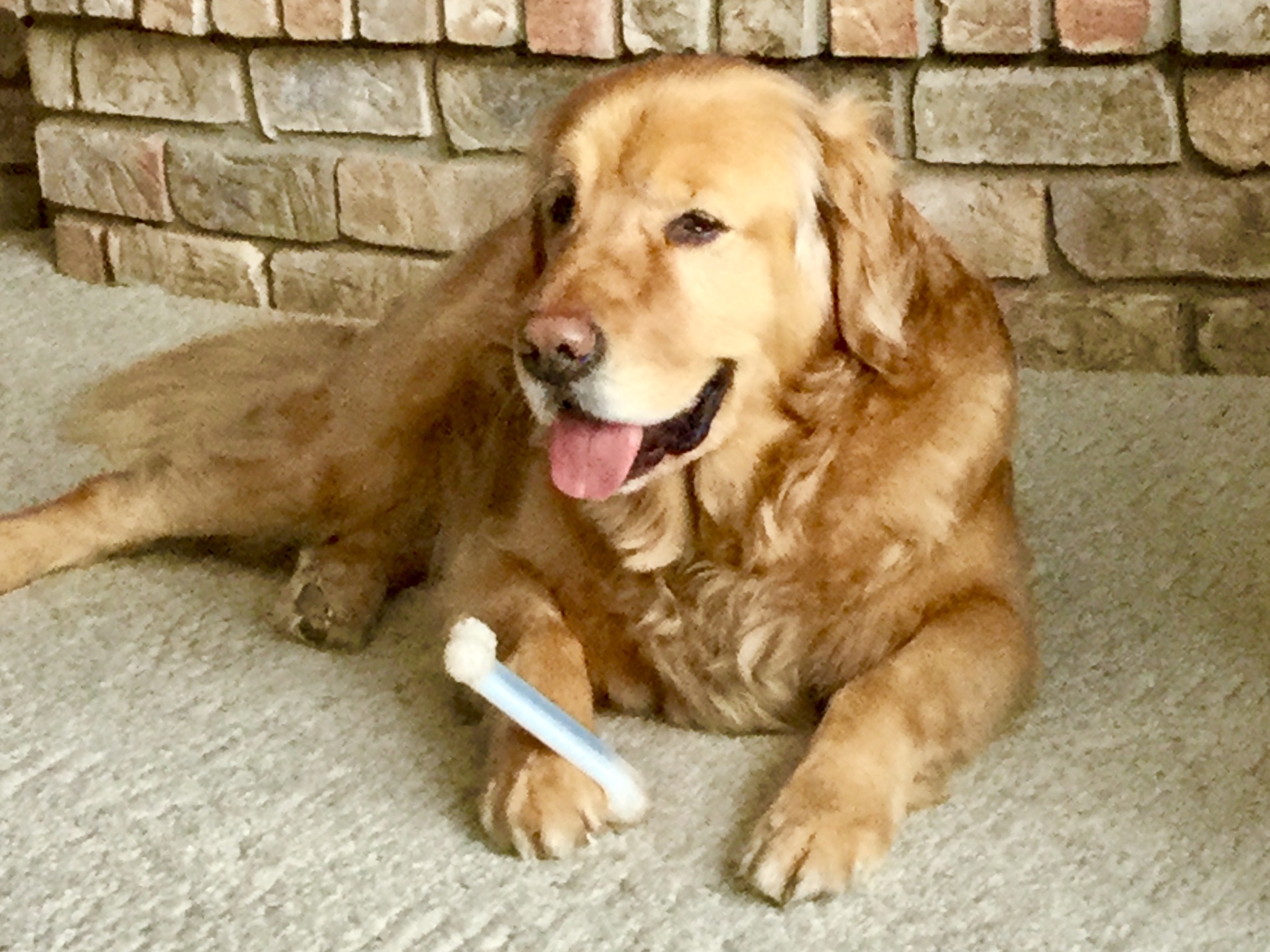Leo was adopted and was excited about returning to his adoptive home. He made a visit there prior to the adoption and liked what he saw so he was anxious to start this new adventure. So far, he has the right mix of freedom, a fenced in area to play, and long walks.