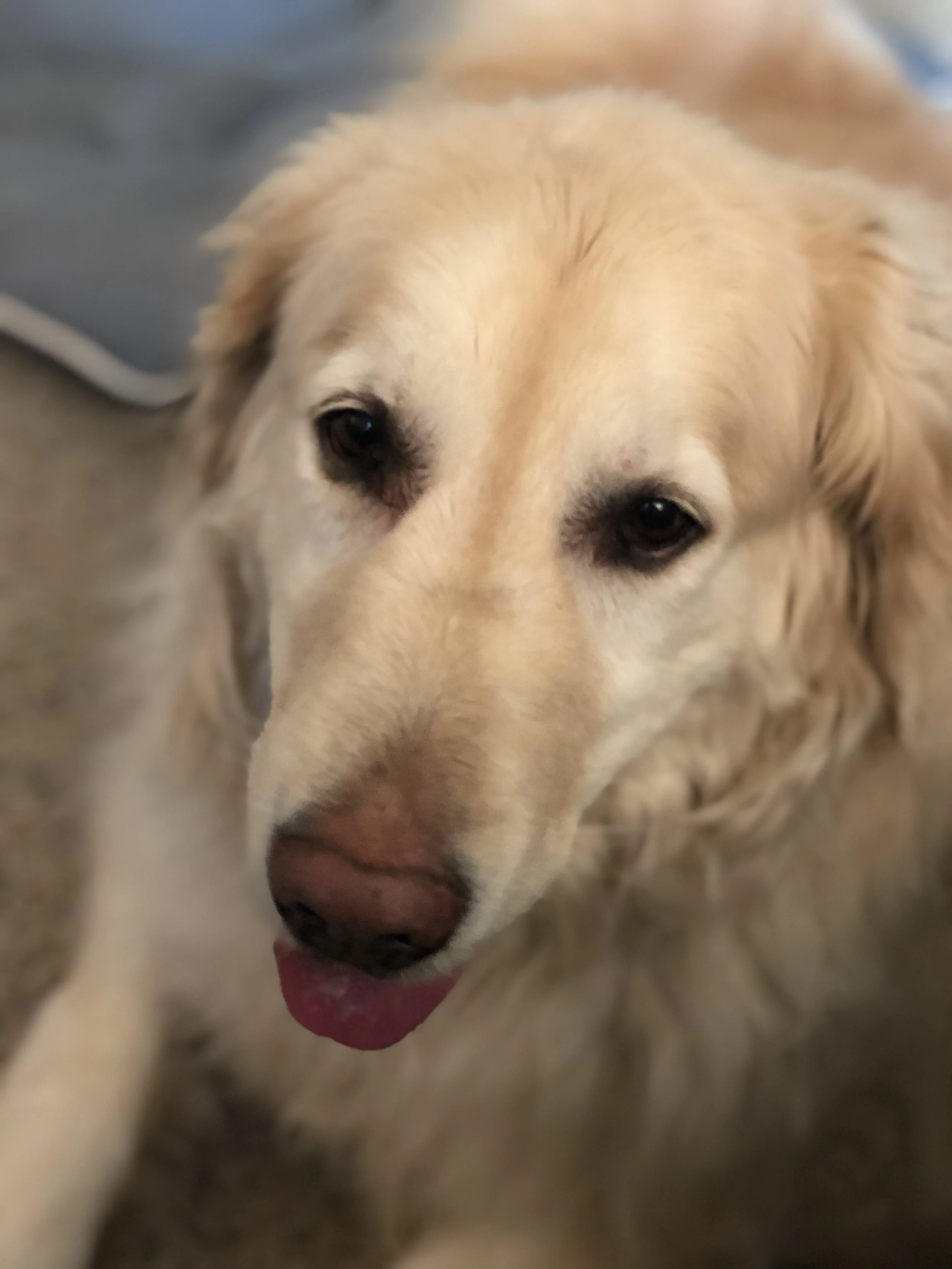 Bella has arrived at her foster home. She is a very sweet girl and is adjusting well. She may have pain in her mouth and some stiffness in her hips. She will get to the vet to check out her overall health. She is settling in and getting to know the resident cat.