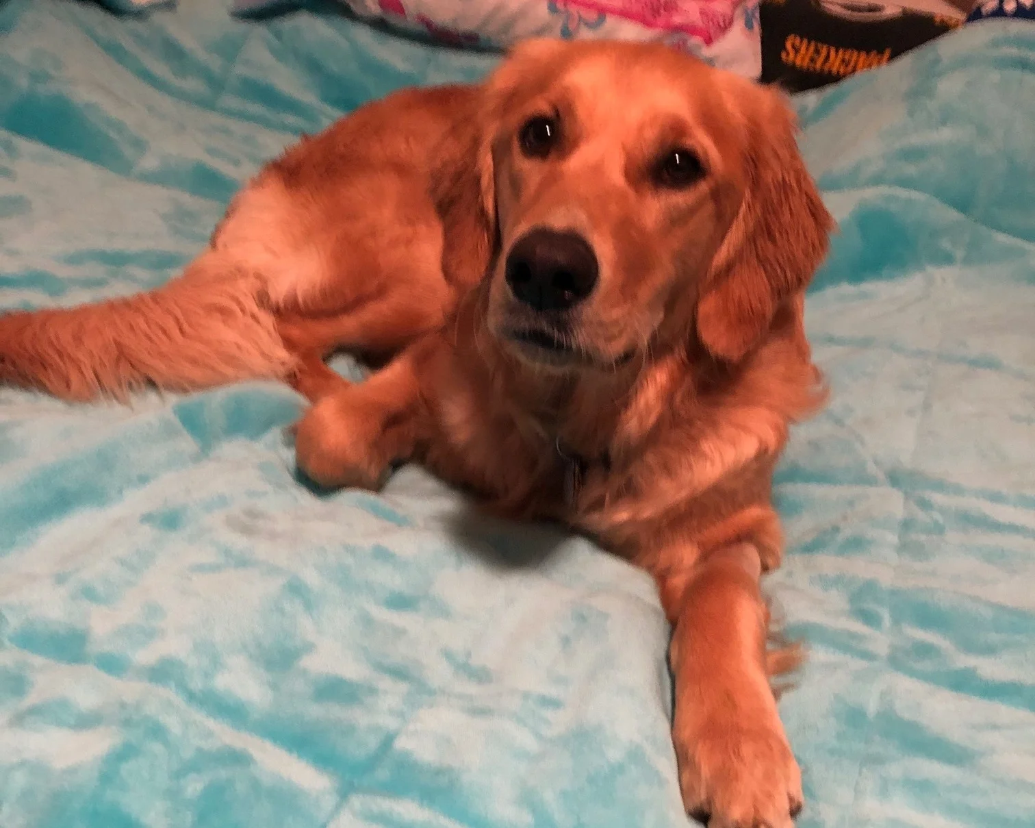 Duchess.jpg