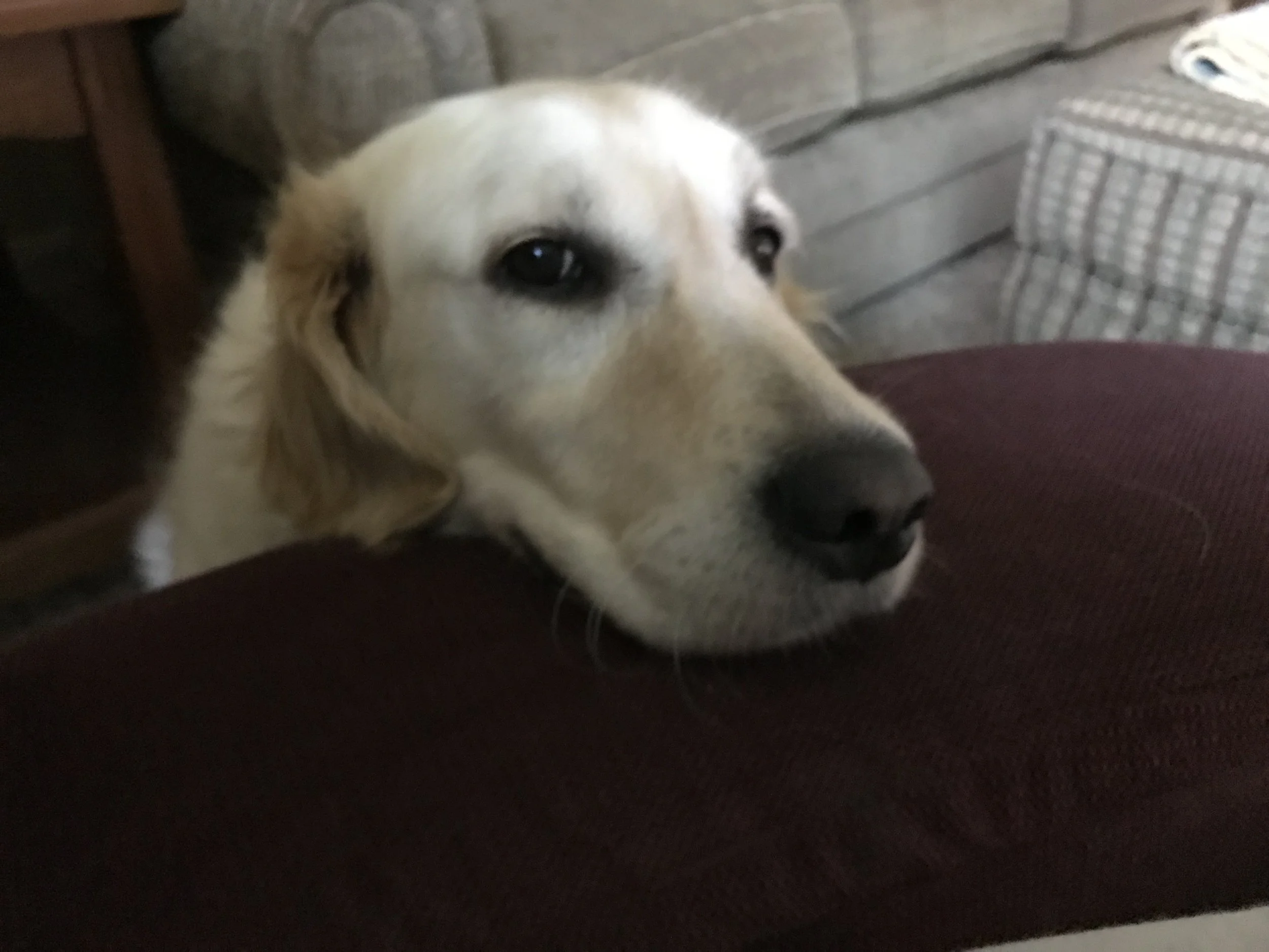 Katie Bear has made tremendous progress in the past few weeks. Being petted...and that means constantly petted.... has become her most important objective. Whether sitting next to my chair, laying at my feet, or resting her head on my knee, it is always with the expectation or hope that petting will ensue. She even attempts to wake me at night by laying her head on the bed, whining or nudging my arm. Her socialization skills have also taken a leap forward. The other day I had friends over, which is usually her signal to hide in the bedroom. But this time, with her foster sister leading the way, she came up to my friends to accept treats, and allowed several of them to pet her. It’s as though that in discovering the wonder of petting, she’s willing to accept it wherever it’s offered. I also recently tested her potty training. She hasn’t had an accident in the house for a long time. However, I have been letting her out when she wakes up in the middle of the night. I stopped letting her out to see if she could make it through the night. She still wakes up occasionally, and paces or whines, but if I ignore her, she will settle and sleep through the the rest of the night. She still has much to learn, and needs to have her new skills reinforced, but I think that this could be accomplished in the right forever home.
