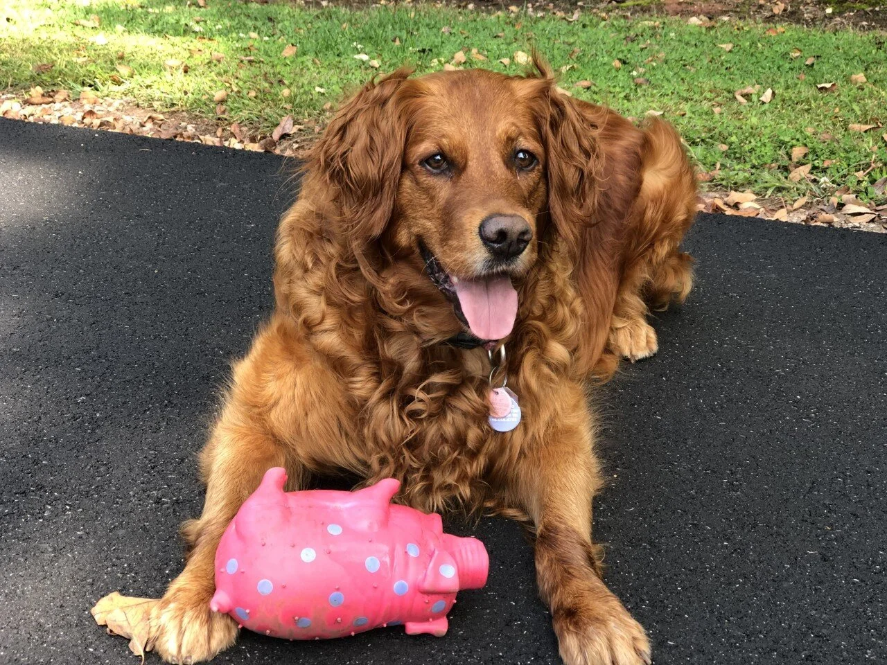rosie.jpg