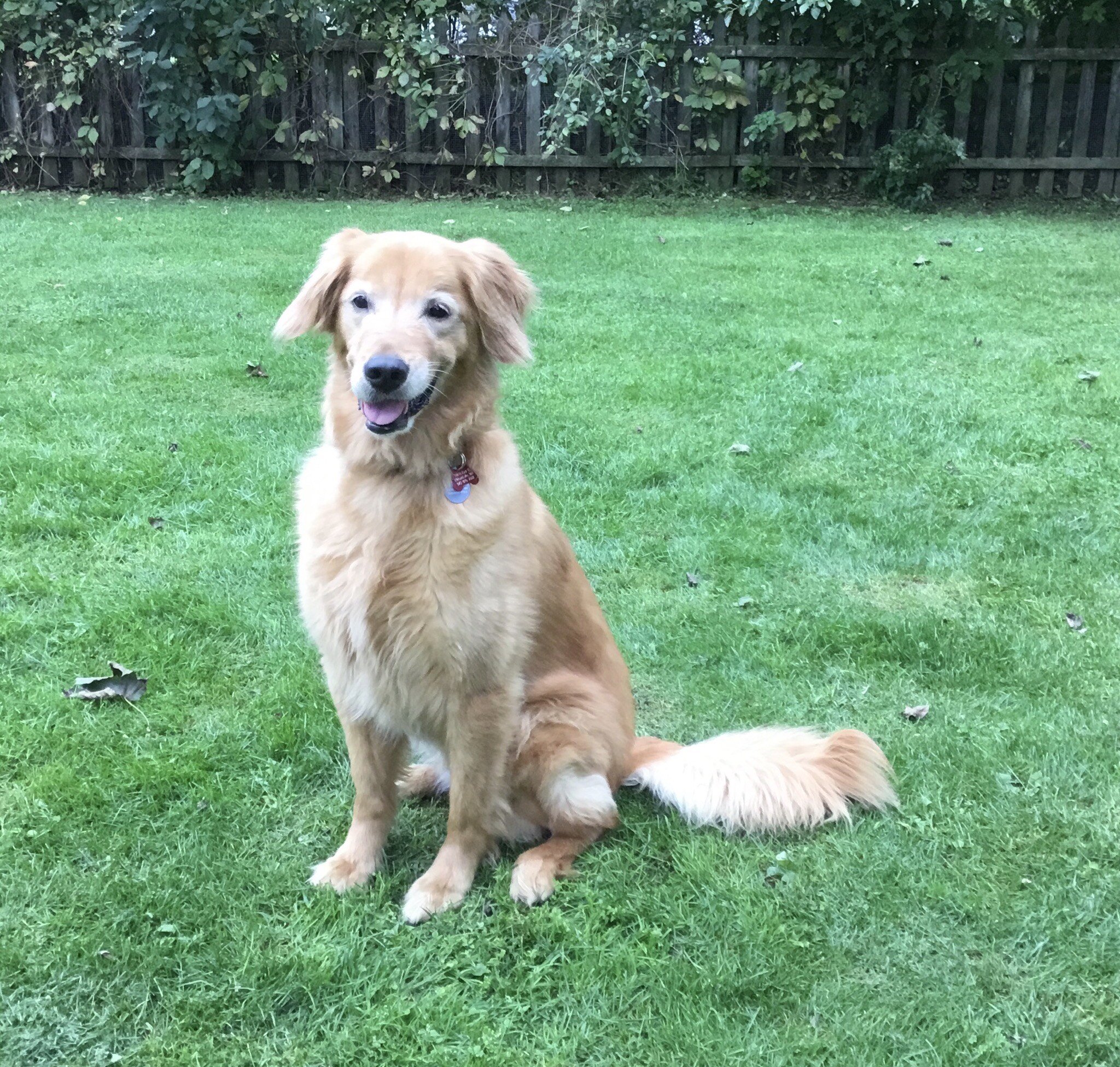 My name is McCoy and I am new to GRRoW. My foster Mom and Dad always tell me what a good girl I am but I already know that. I am having fun with my foster fur brothers chasing them around the yard but since I run really fast they never catch me. I love playing with my toys, going for walks and getting lots of pets.