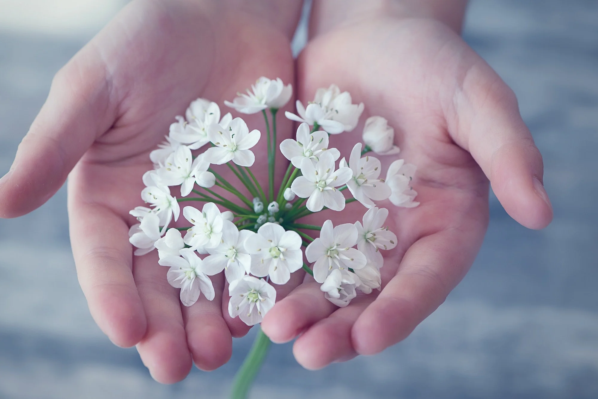 blooming-blur-close-up-161561.jpg