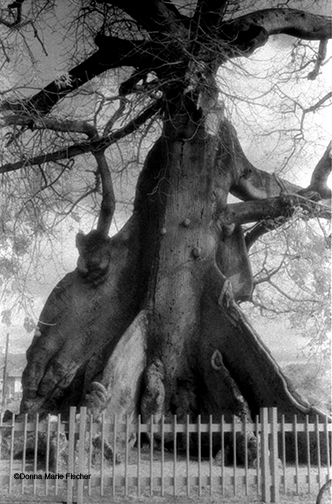    Little House Big Tree ,&nbsp; Donna Marie Fischer    Black and White Infrared, 19"x12"  