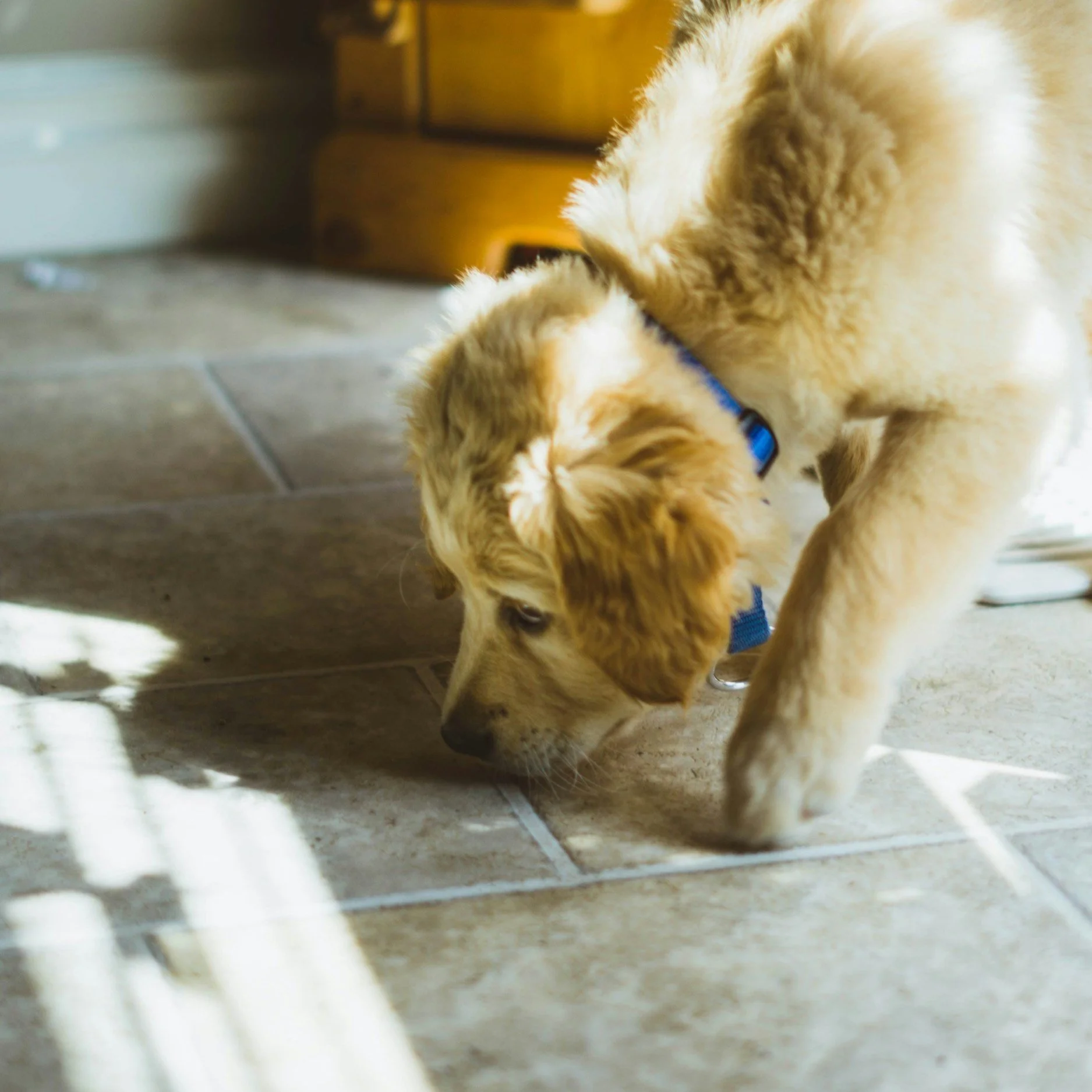 The Sniff-tastic World of Dog Enrichment: Why Sniffing Matters and Fun Ideas to Try! 🐶