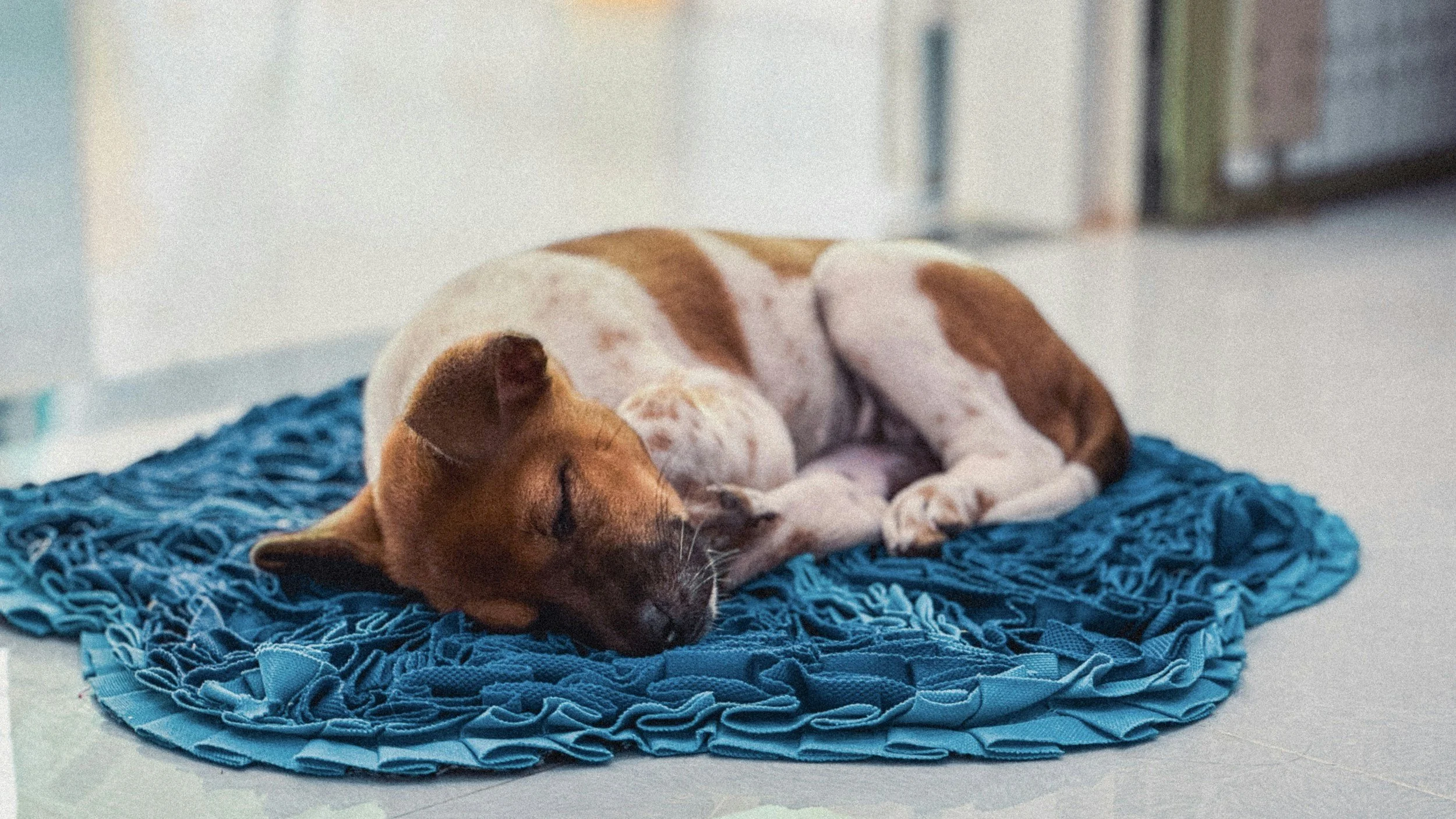 Why Heather’s Pet Care No Longer Offers Overnight Pet Sitting