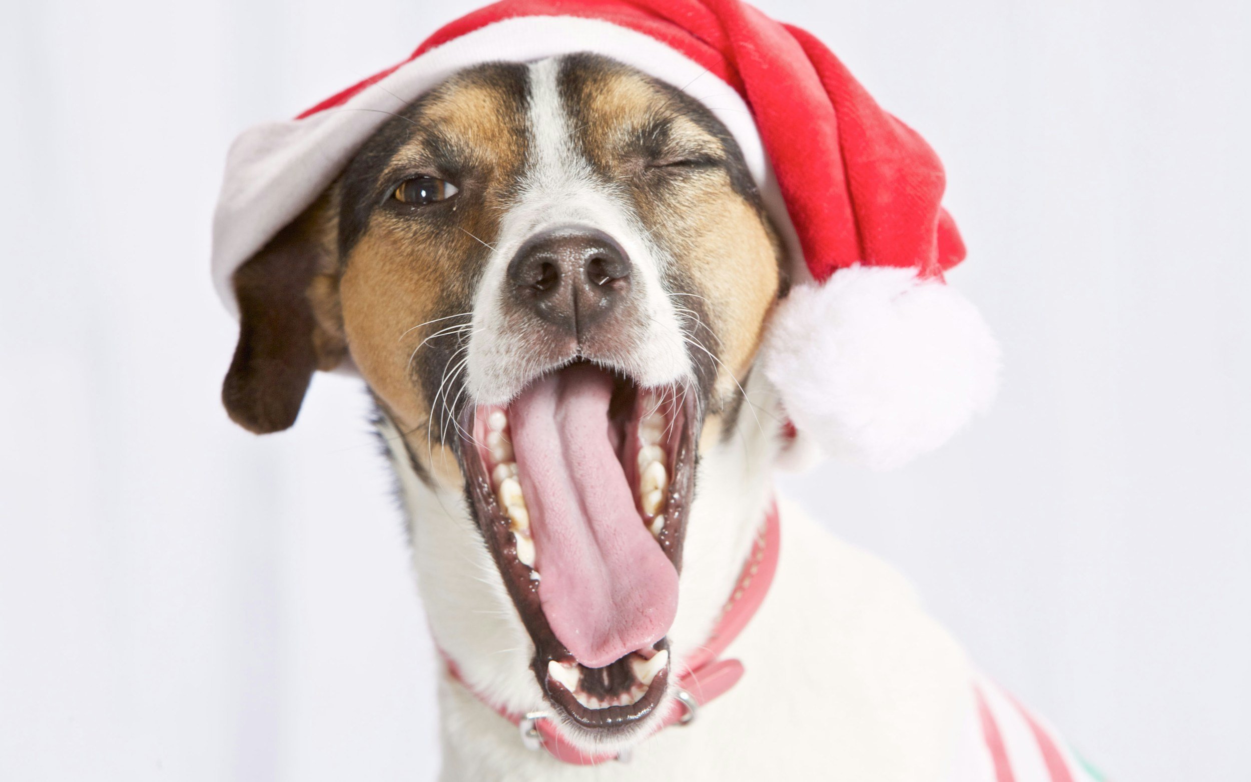 How to Prepare Your Pets for the Holiday Madness 🎄🐾