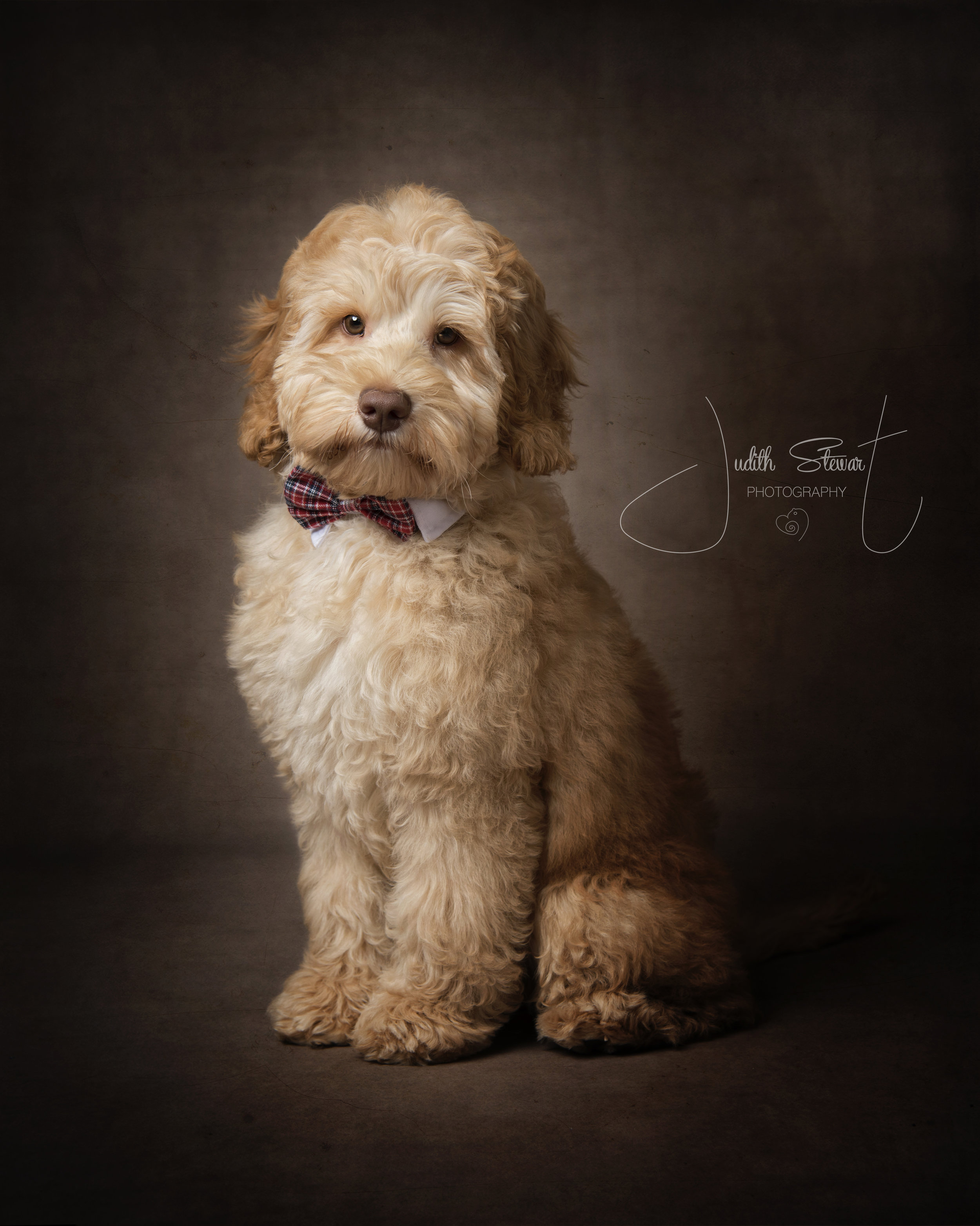 Ozzy Australian Labradoodle_9919v1em.jpg