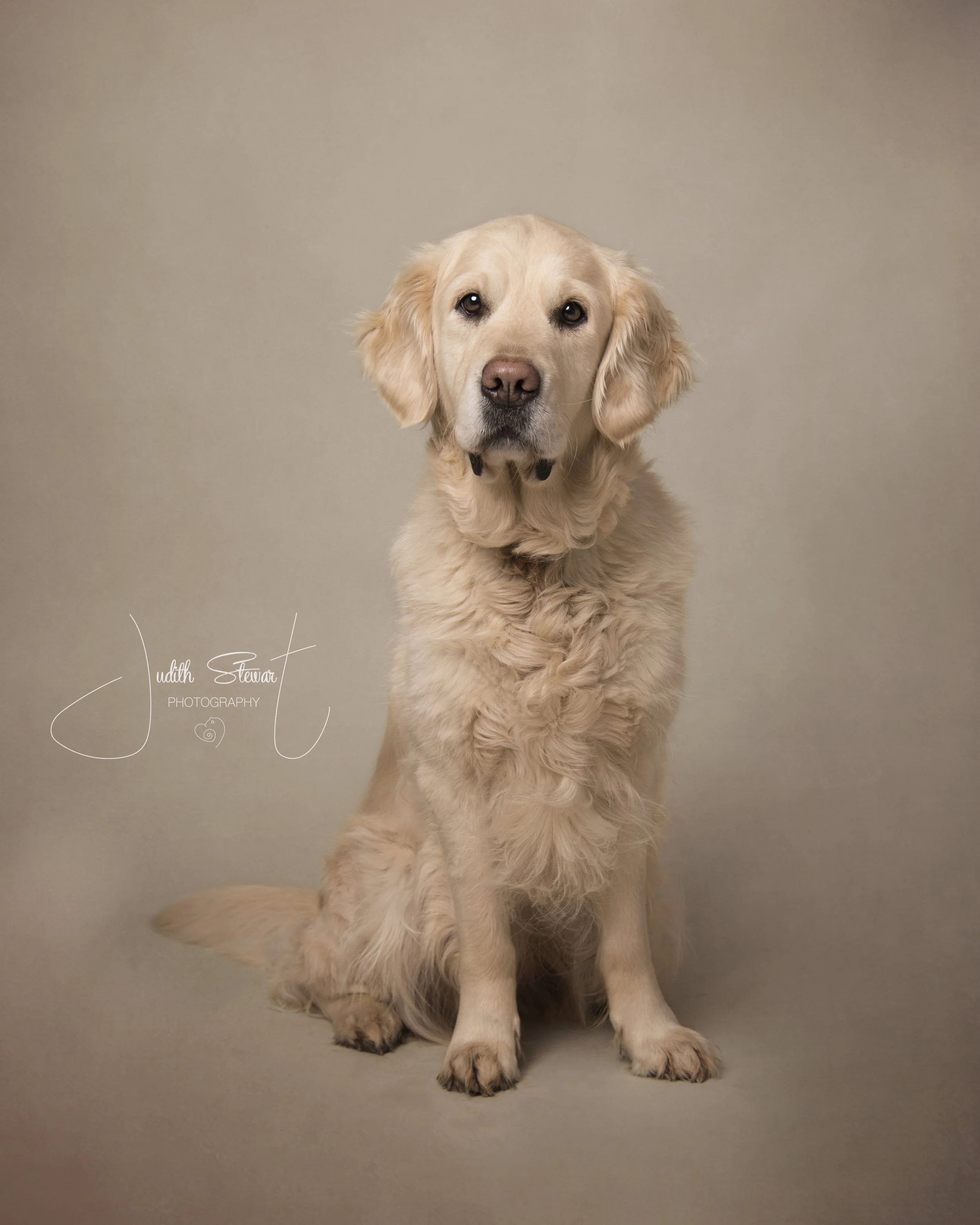 Dog Shoot_4989em.jpg