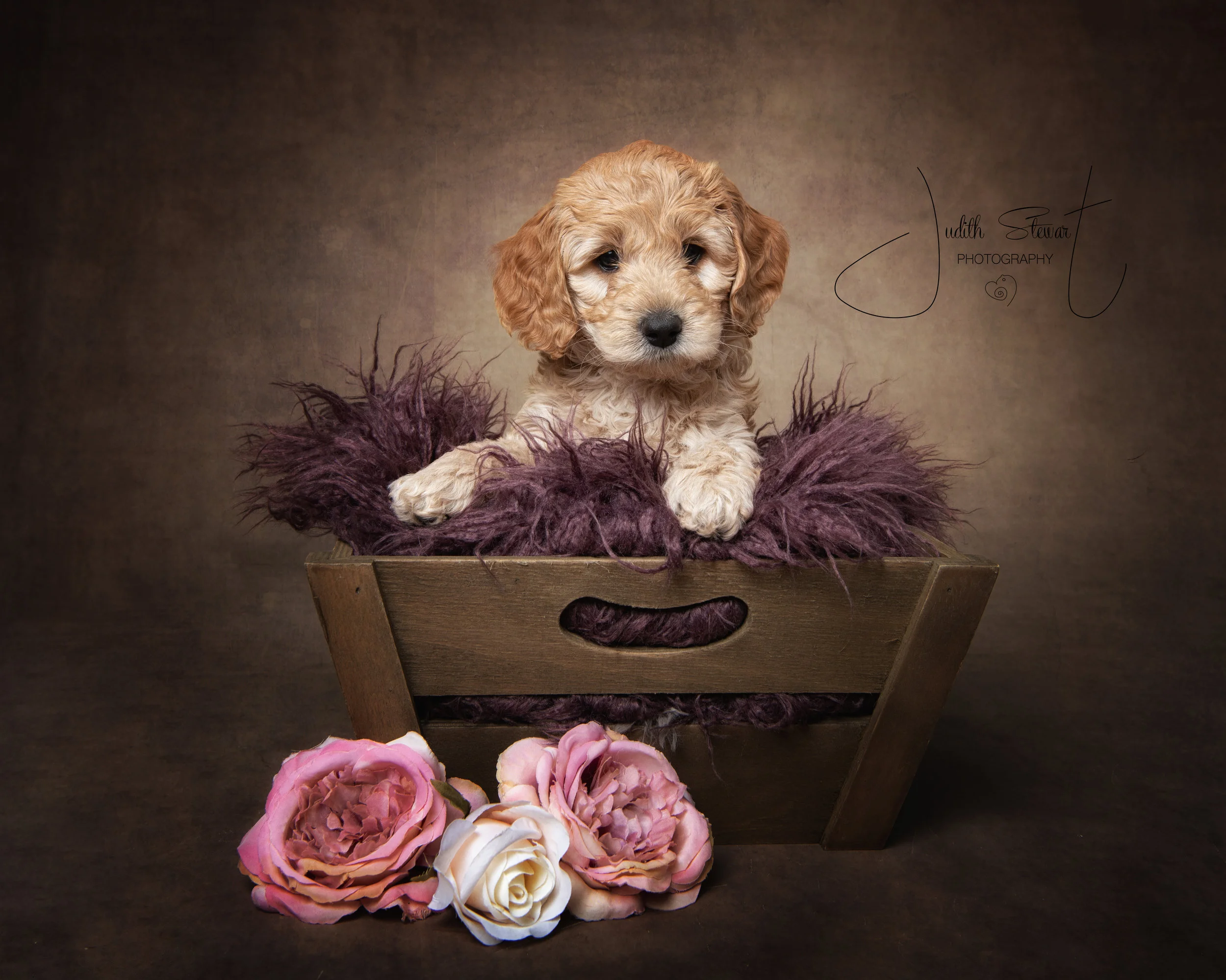 20181015_Australian Labradoodle - Shannon._4384em.jpg