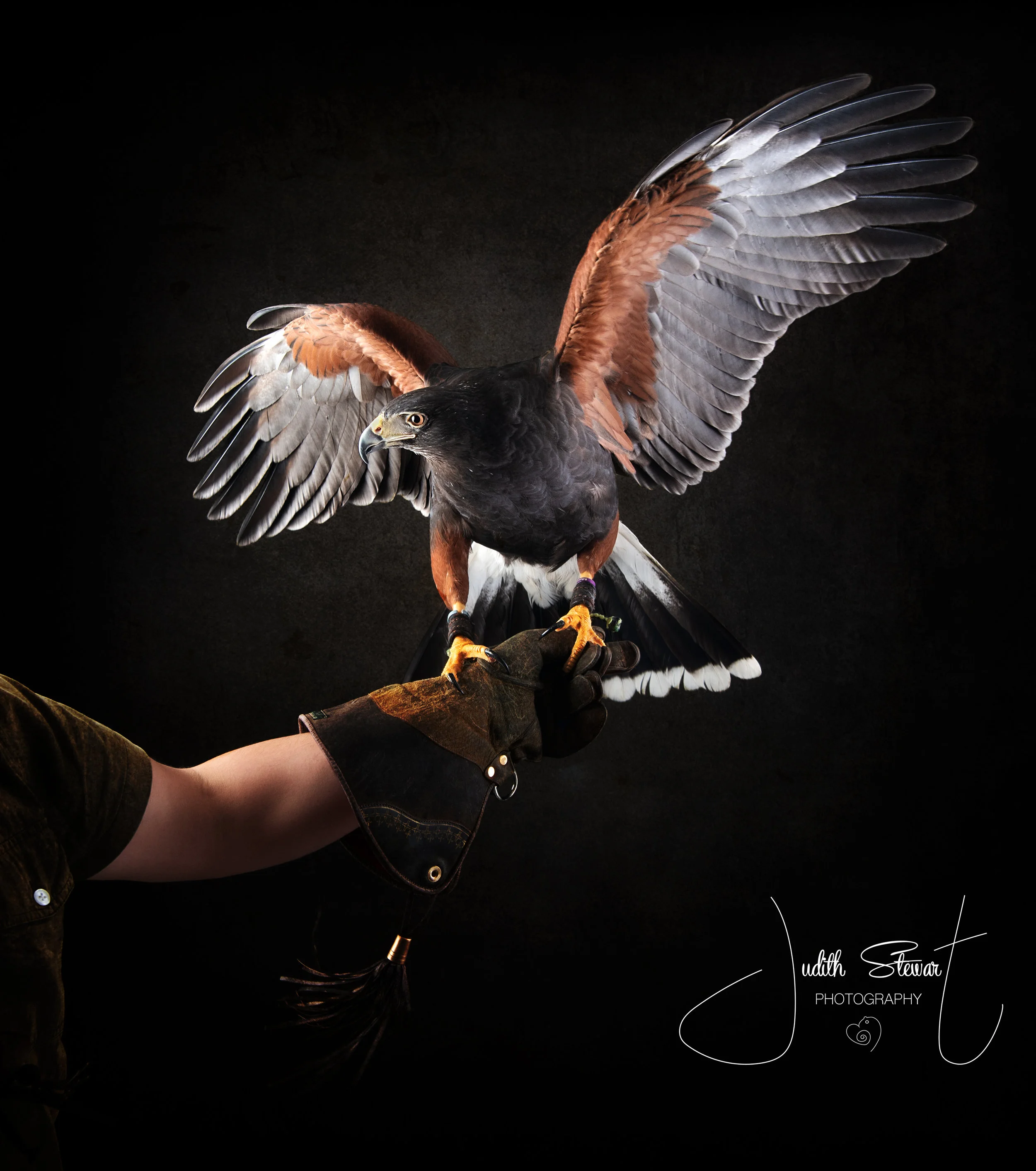 20190117_Harris HAWK em.jpg