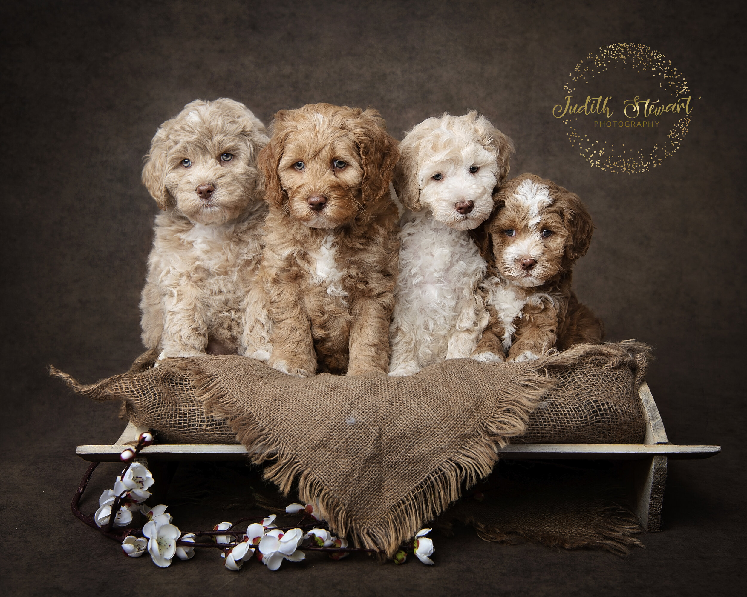 Labradoodle Puppies