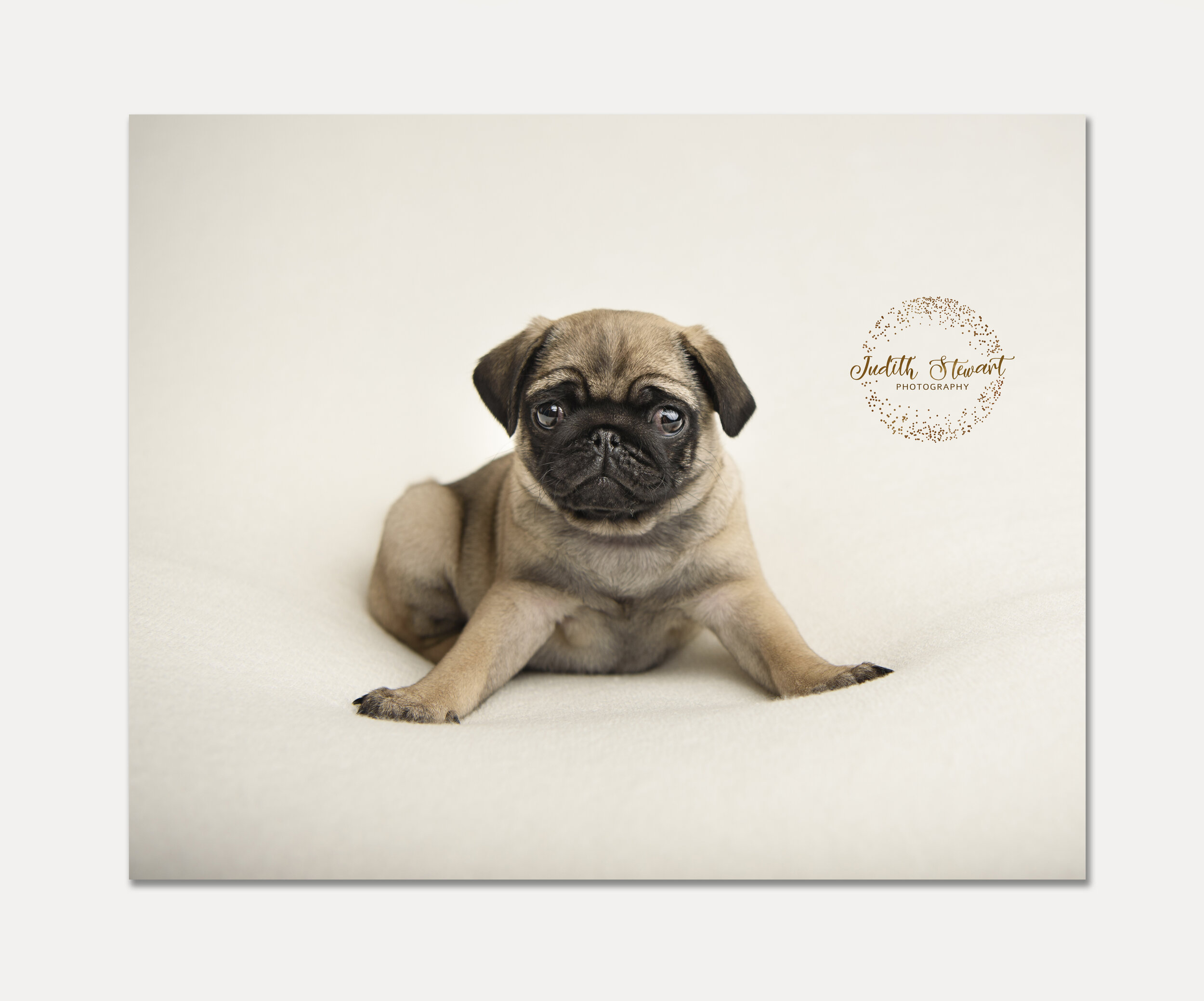 pugs dog photography east sussex