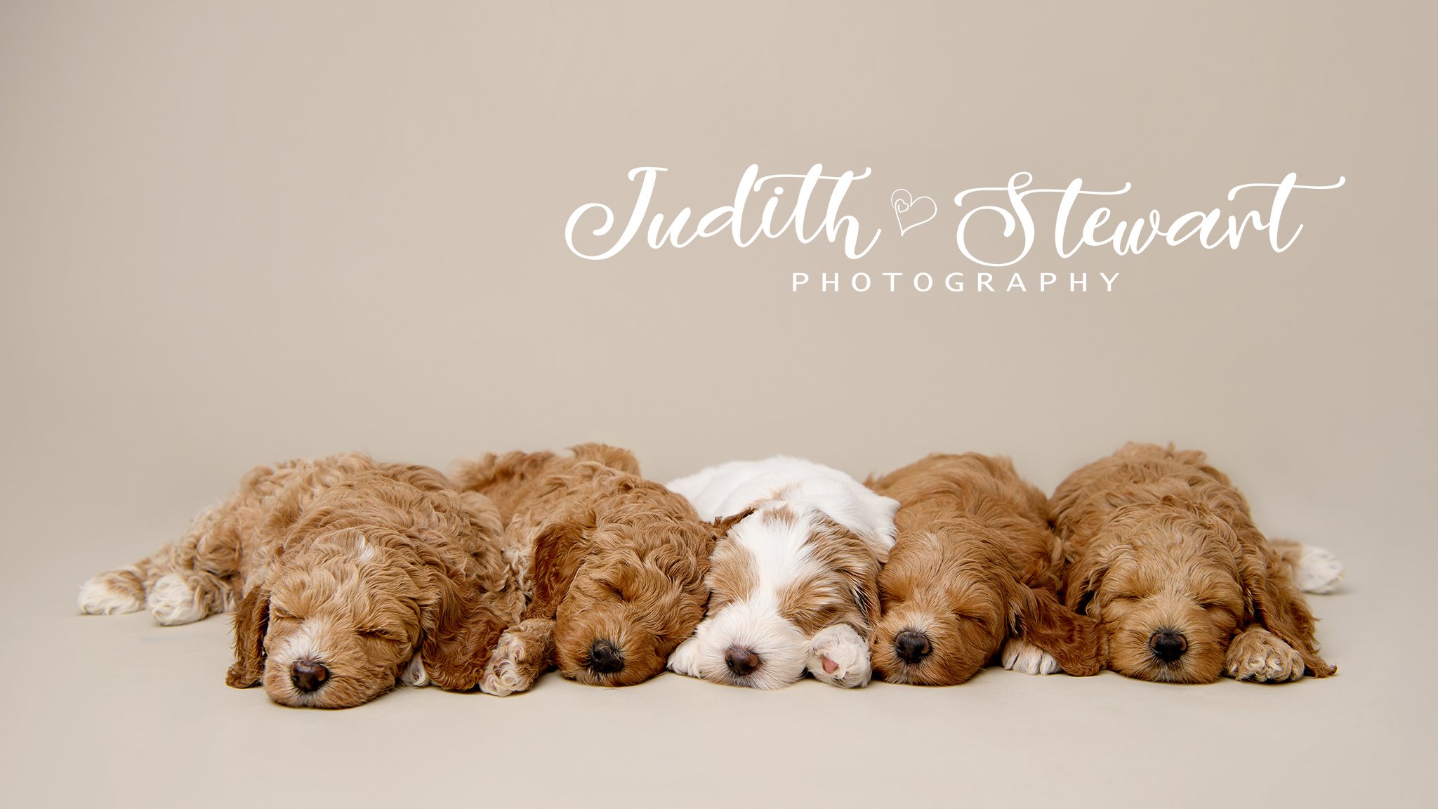 Line up of puppies