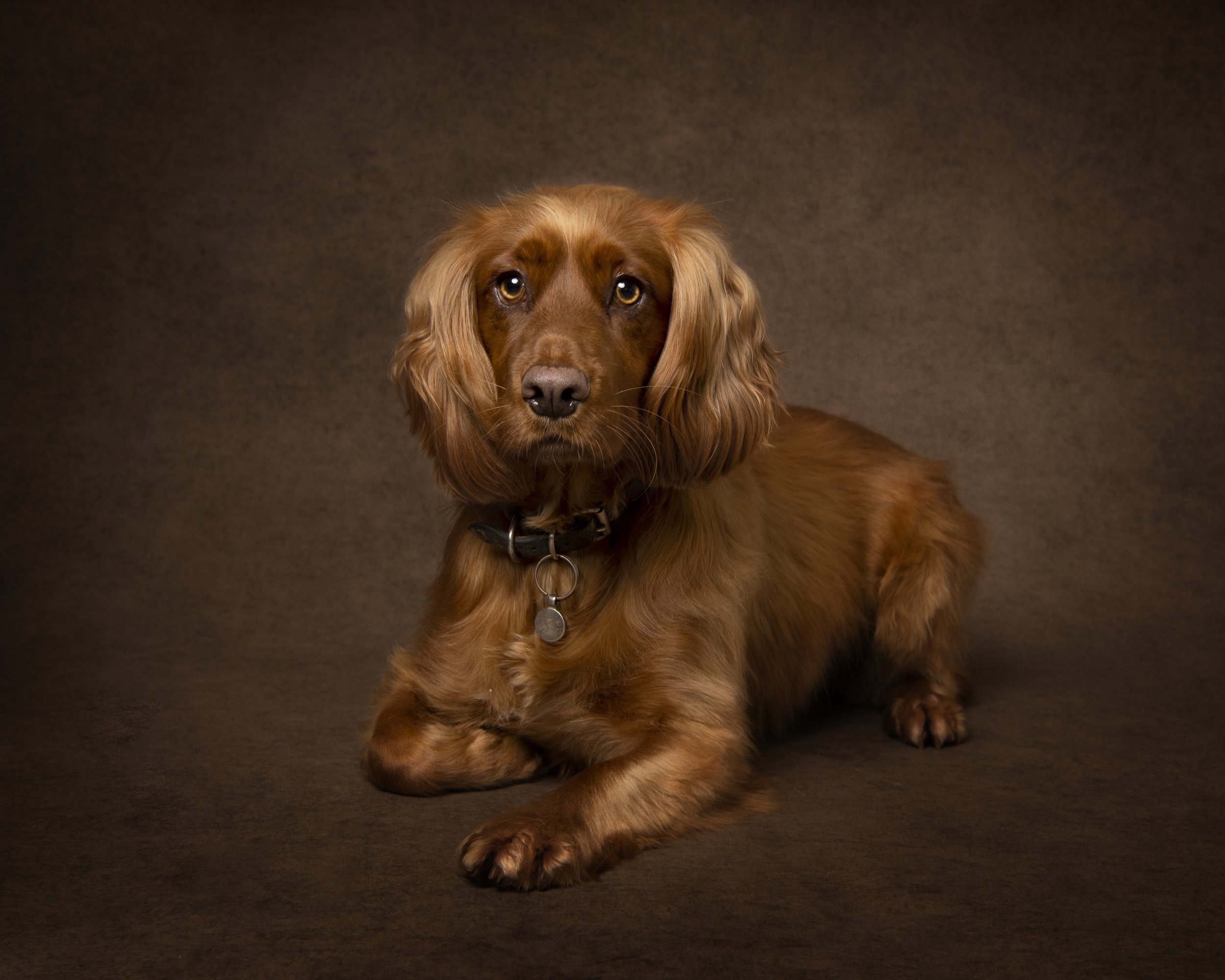 Golden Cocker Spaniel