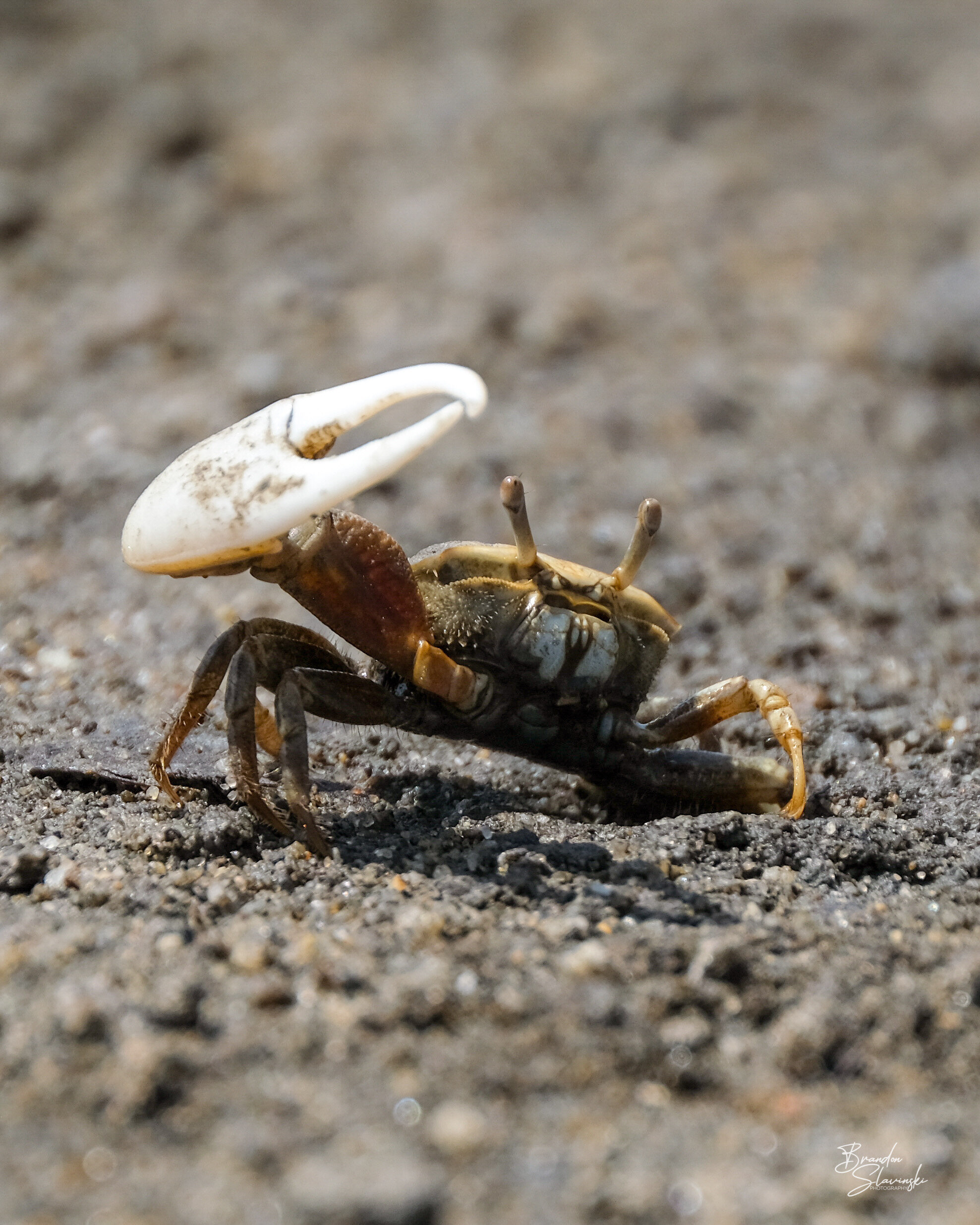 Crab Week — Brandon Slavinski