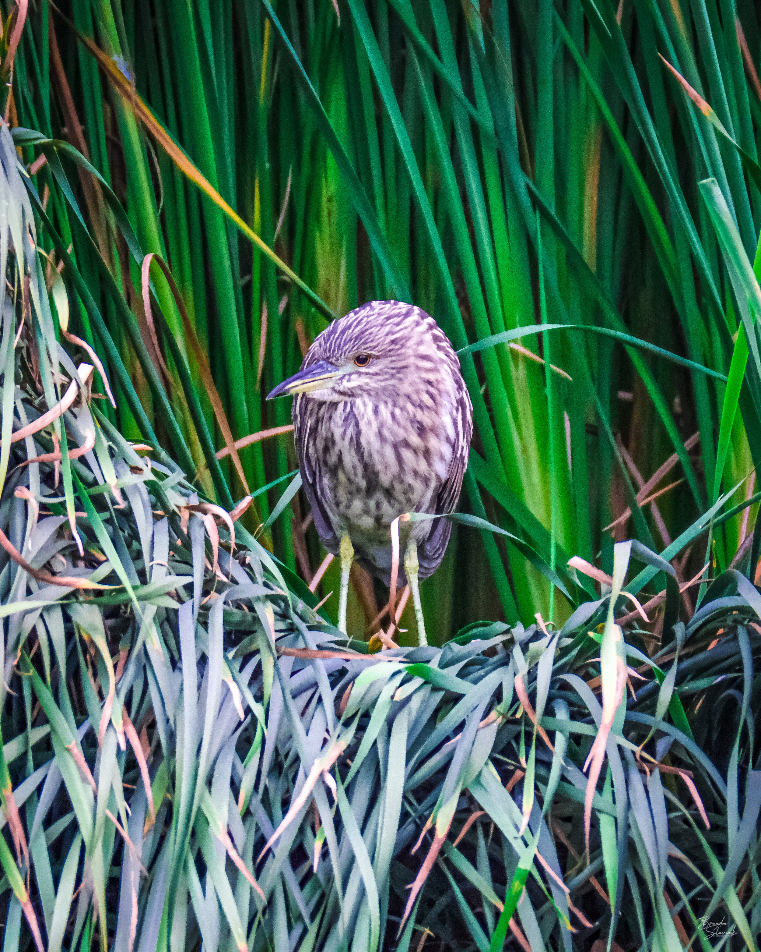 Juvenile Black-crowned Night-Heron in nest