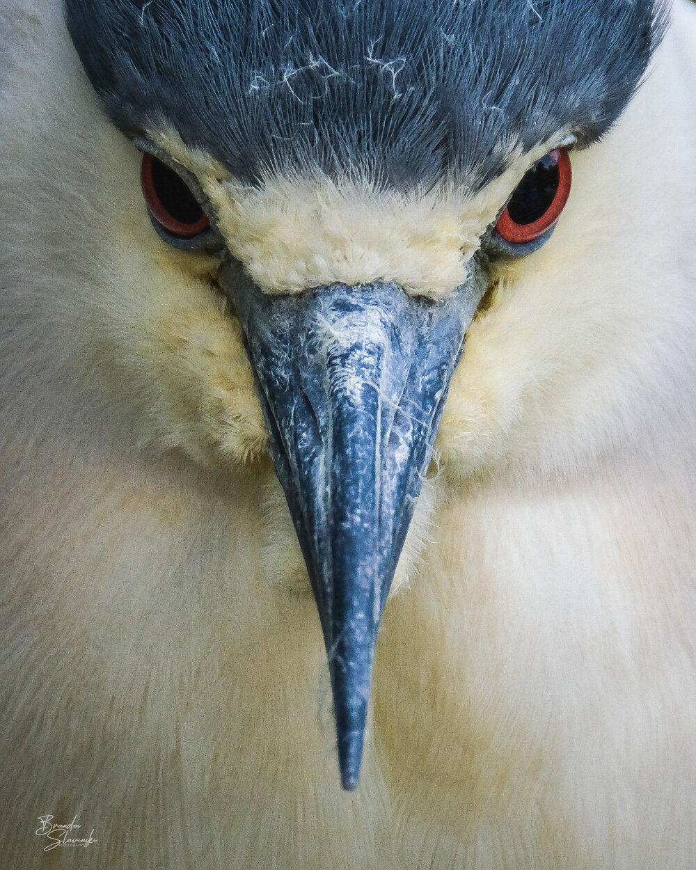 Black-crowned Night-Heron Portrait
